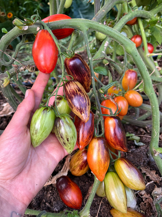 Jewelry Box Tomato Mix Seeds - Solanum lycopersicum