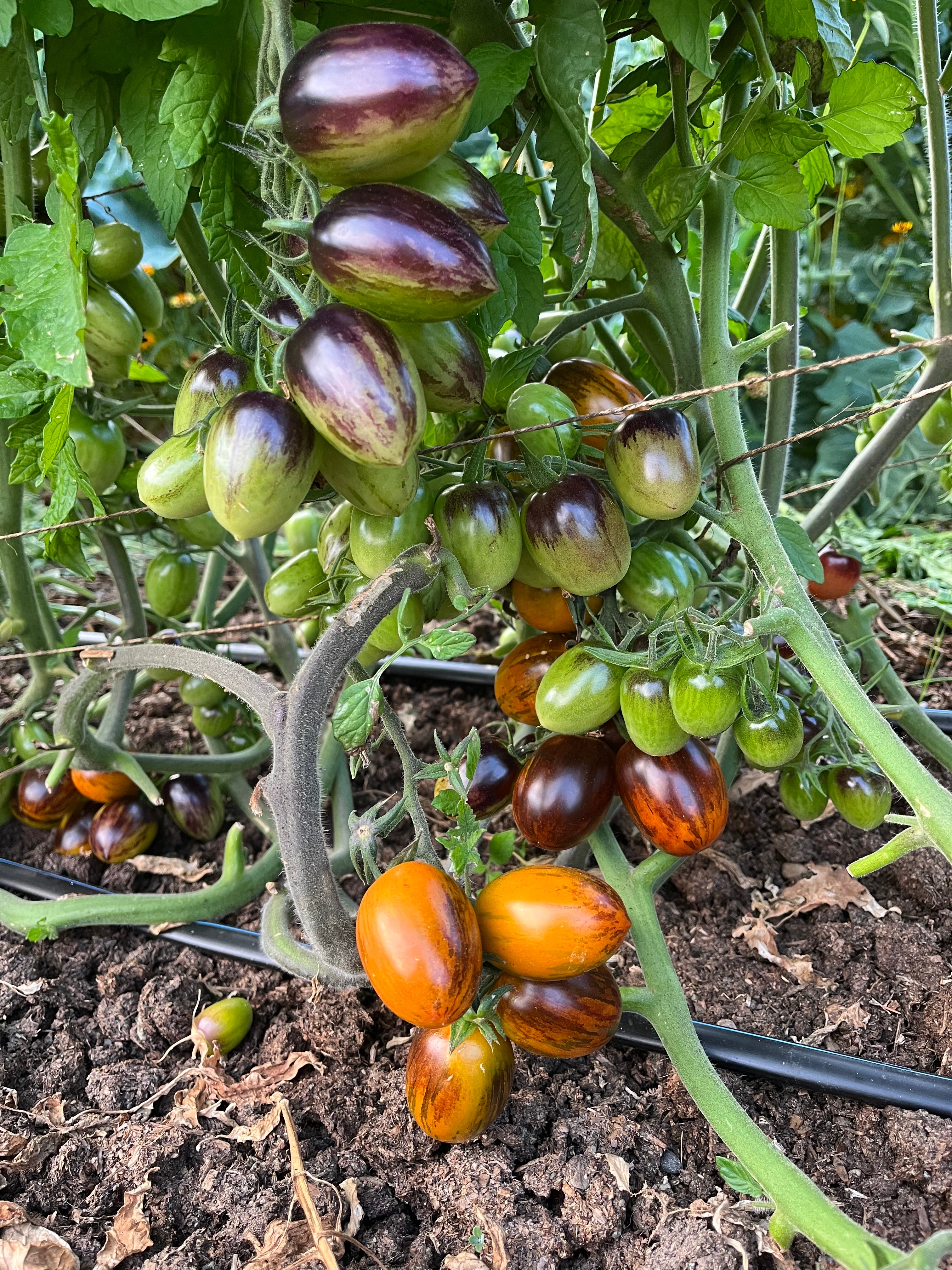 Jewelry Box Tomato Mix Seeds - Solanum lycopersicum – Cicada Seeds