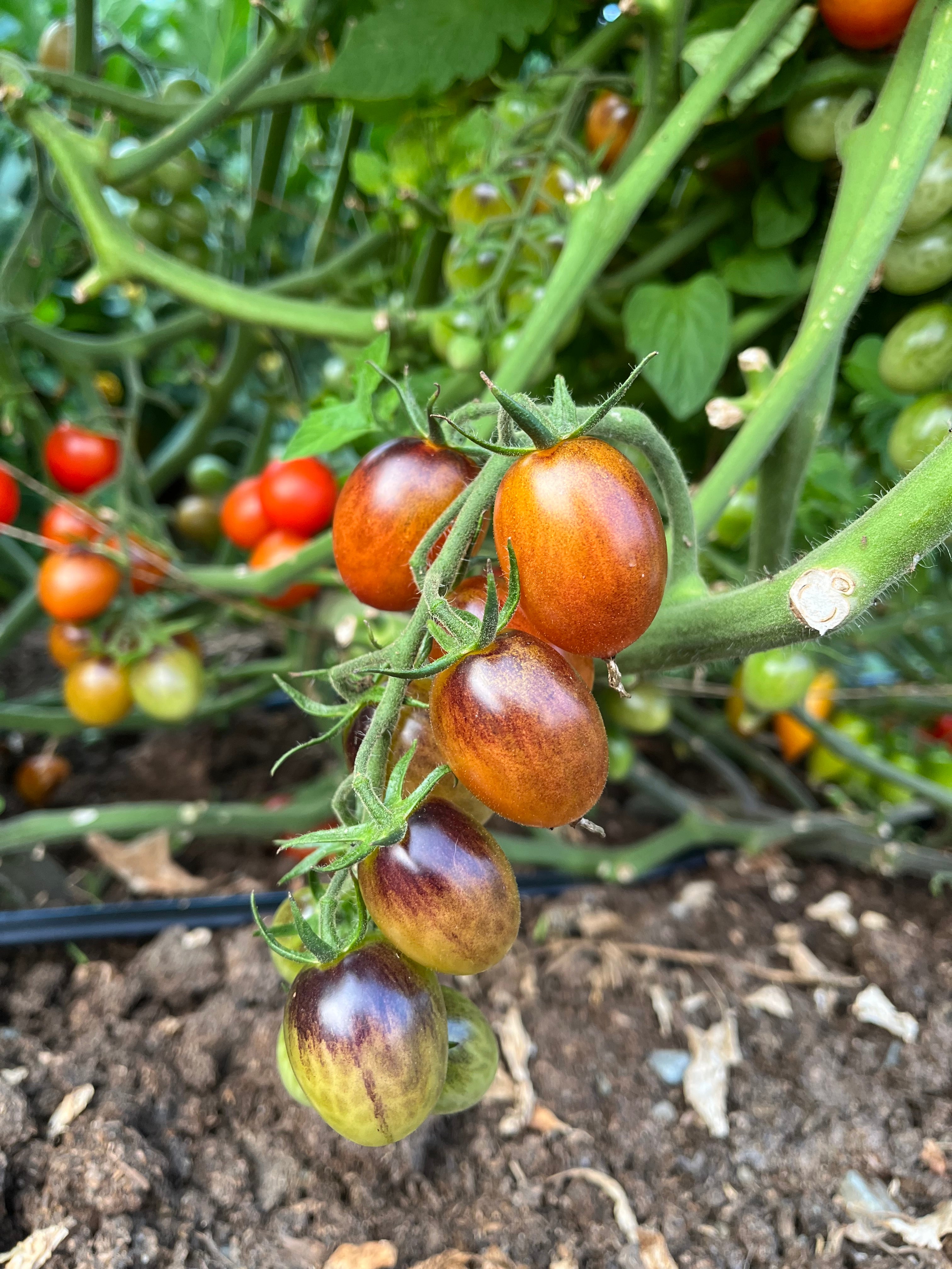 Jewelry Box Tomato Mix Seeds - Solanum lycopersicum – Cicada Seeds