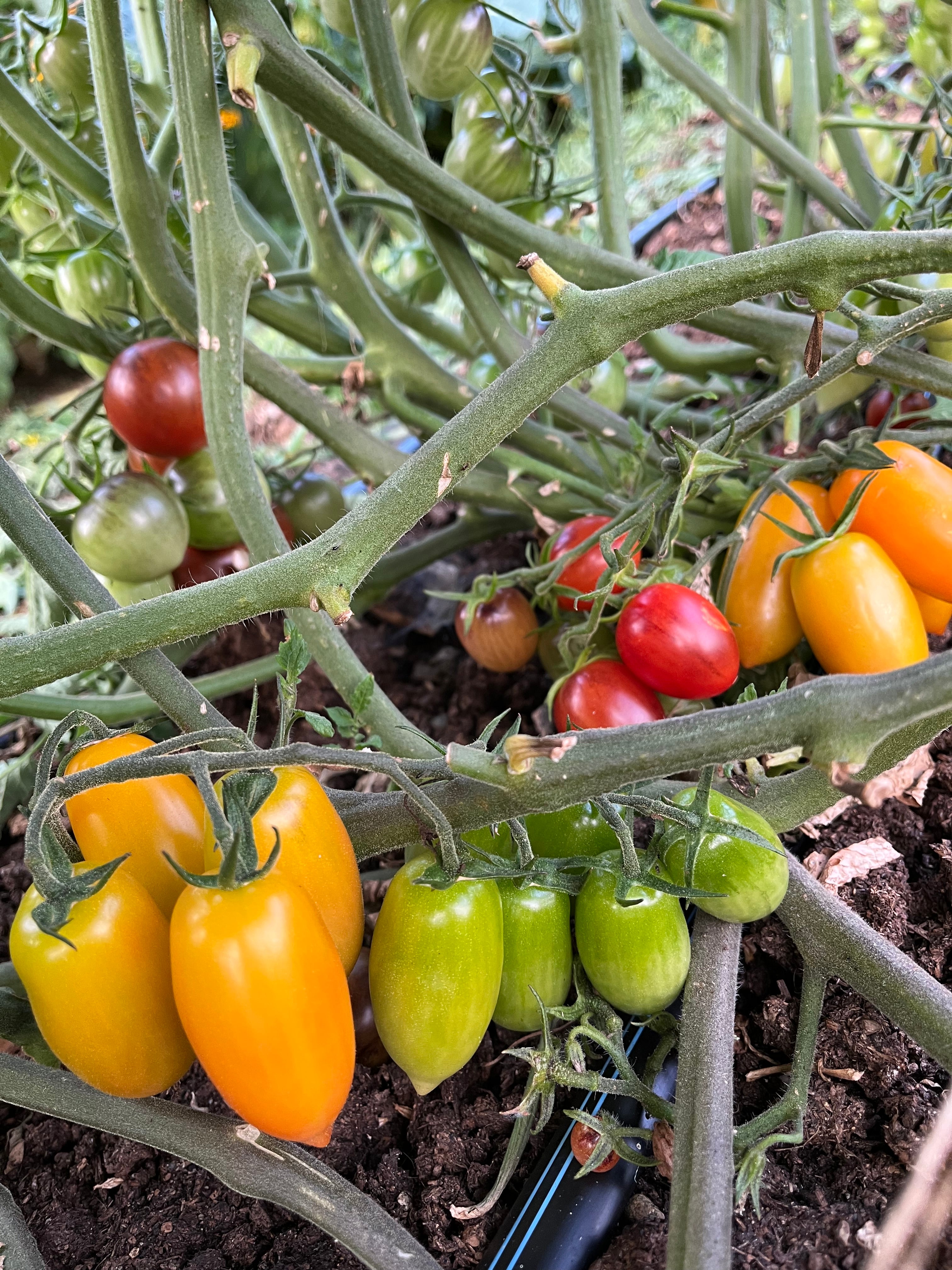 Jewelry Box Tomato Mix Seeds - Solanum lycopersicum – Cicada Seeds