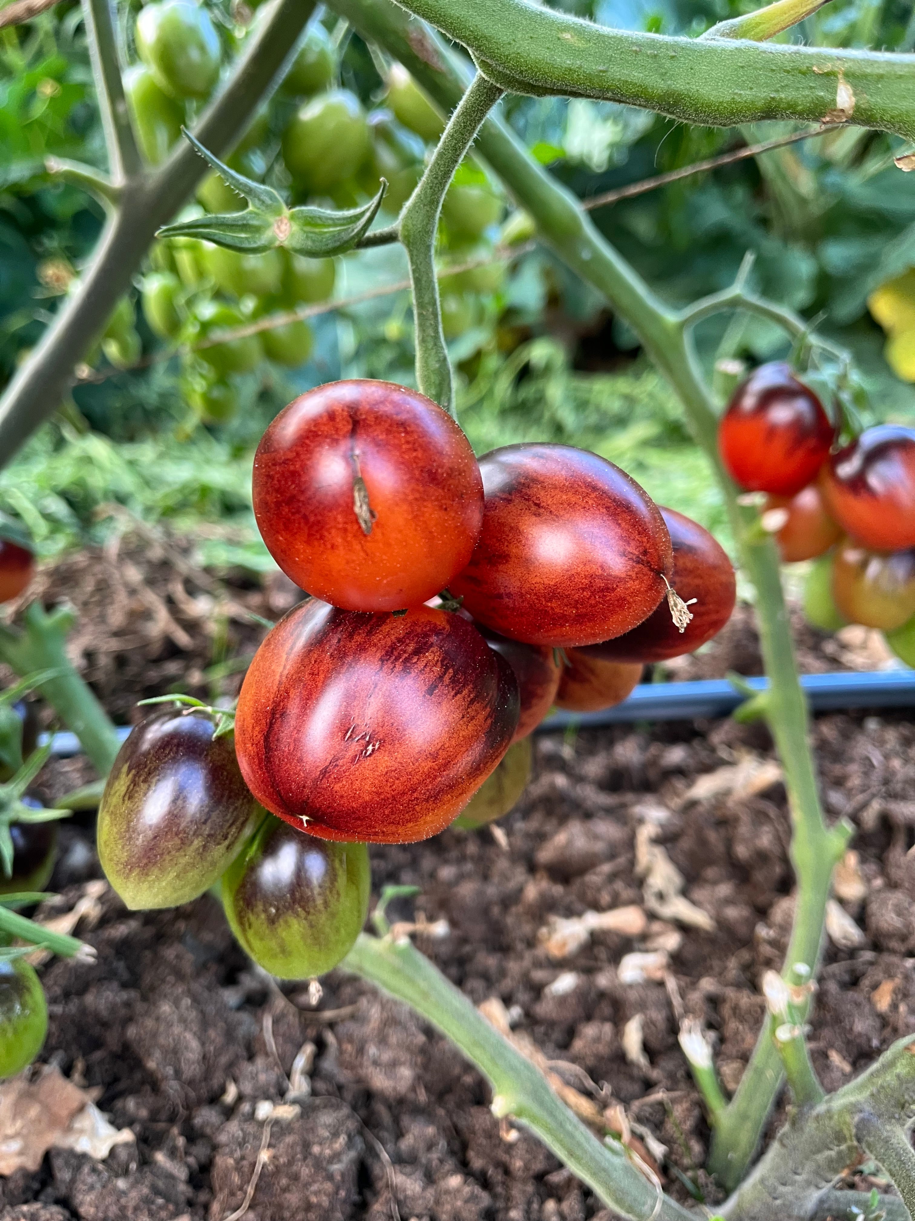 Jewelry Box Tomato Mix Seeds - Solanum lycopersicum – Cicada Seeds