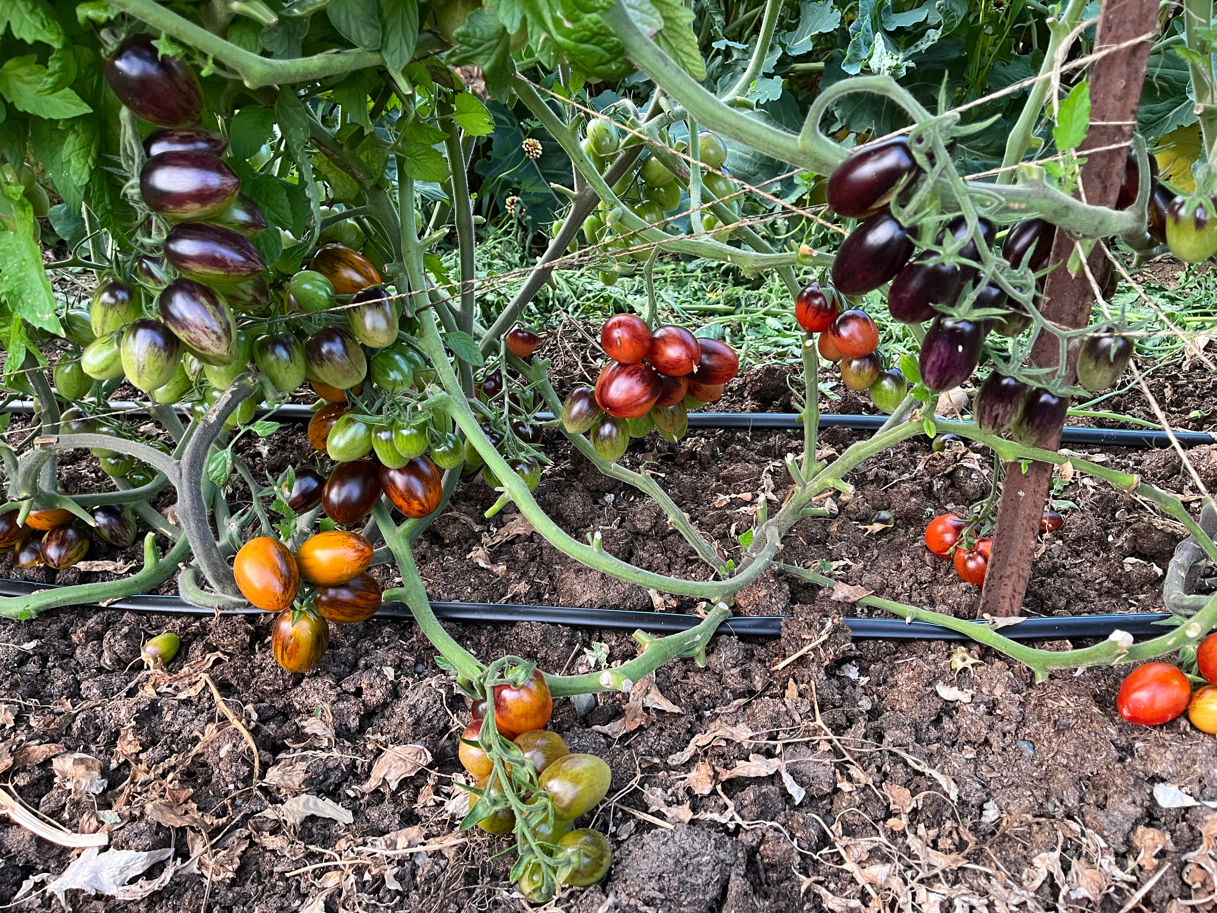 Jewelry Box Tomato Mix Seeds - Solanum lycopersicum – Cicada Seeds