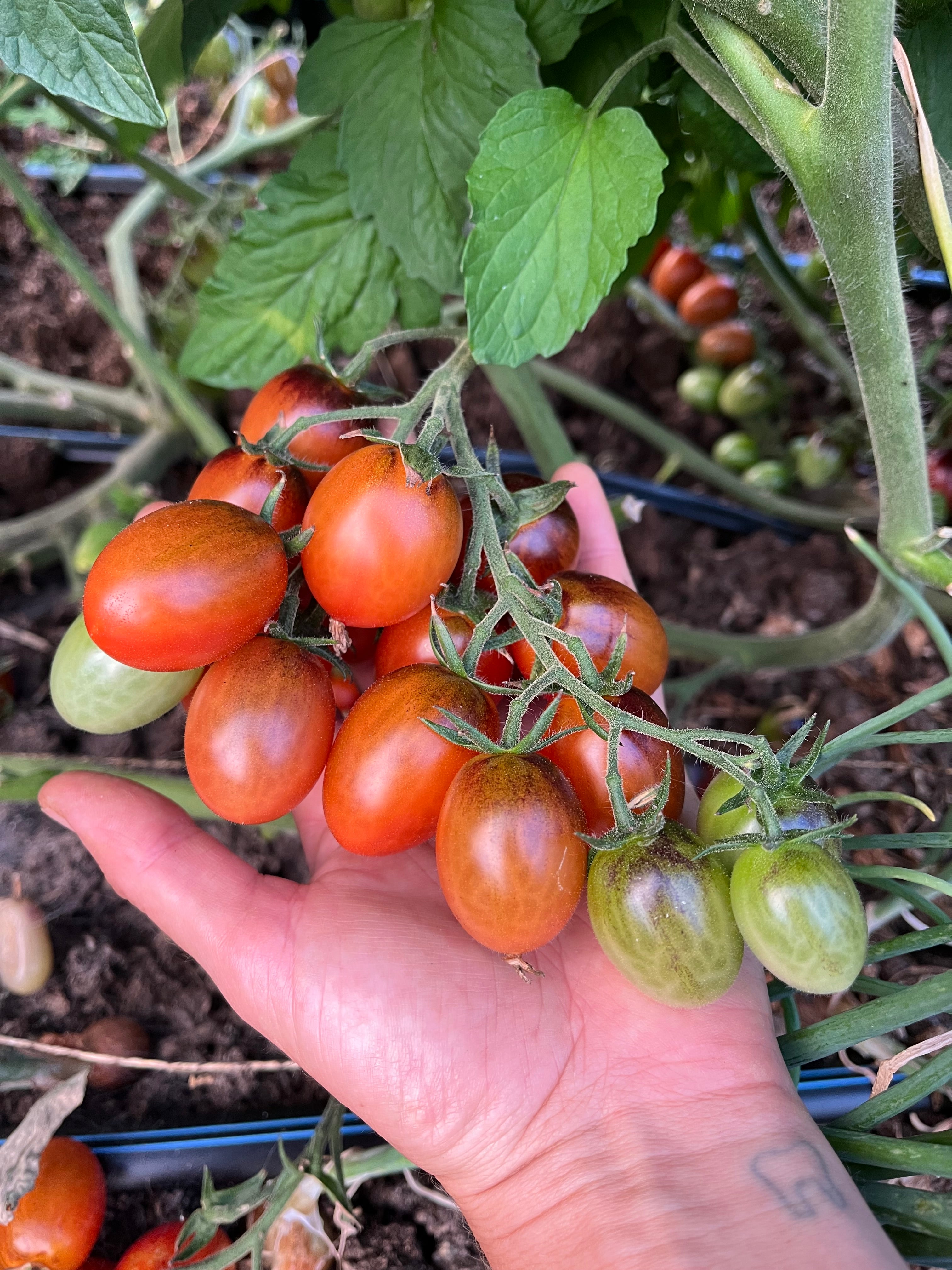 Jewelry Box Tomato Mix Seeds - Solanum lycopersicum – Cicada Seeds
