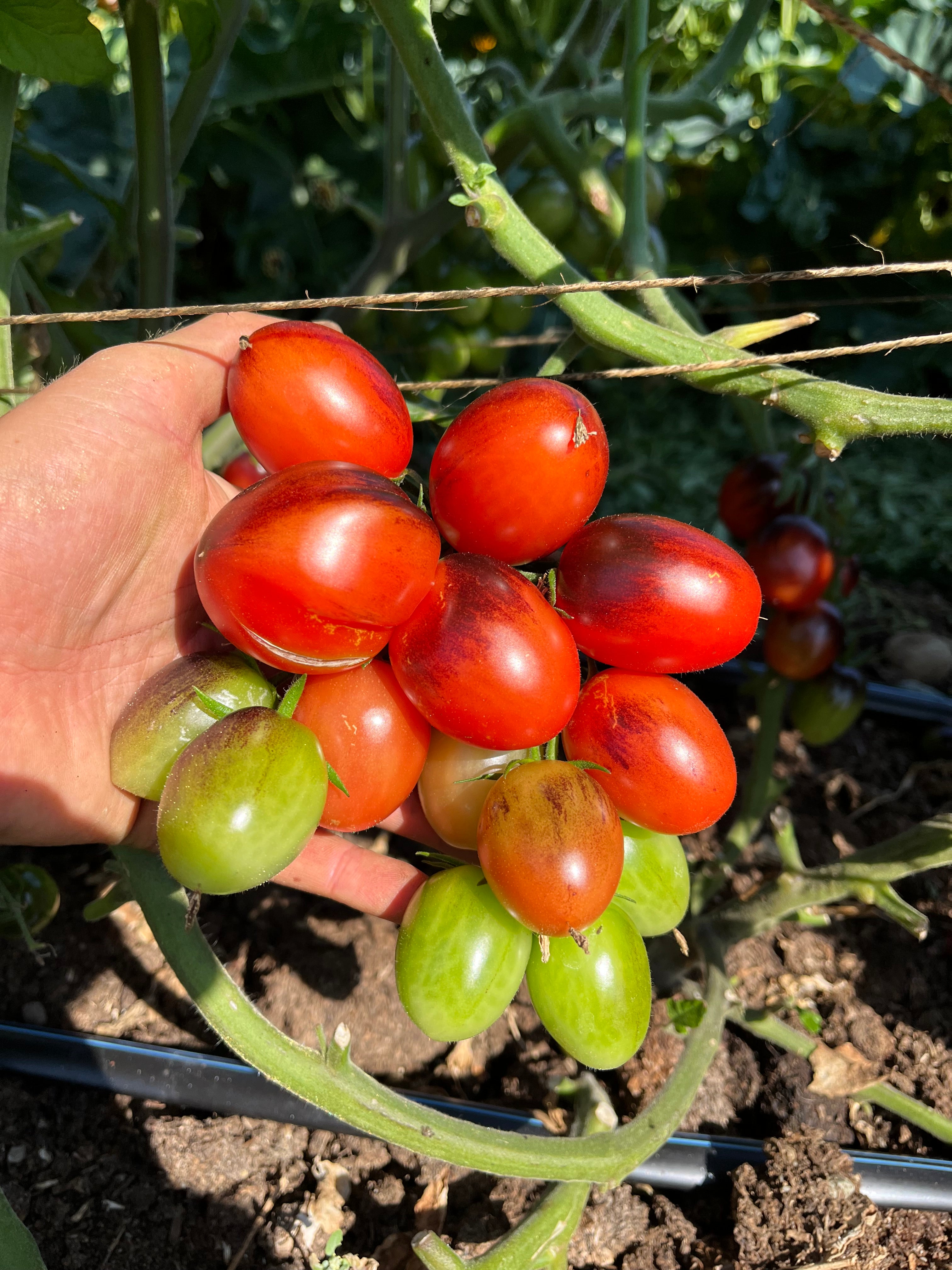 Jewelry Box Tomato Mix Seeds - Solanum lycopersicum – Cicada Seeds