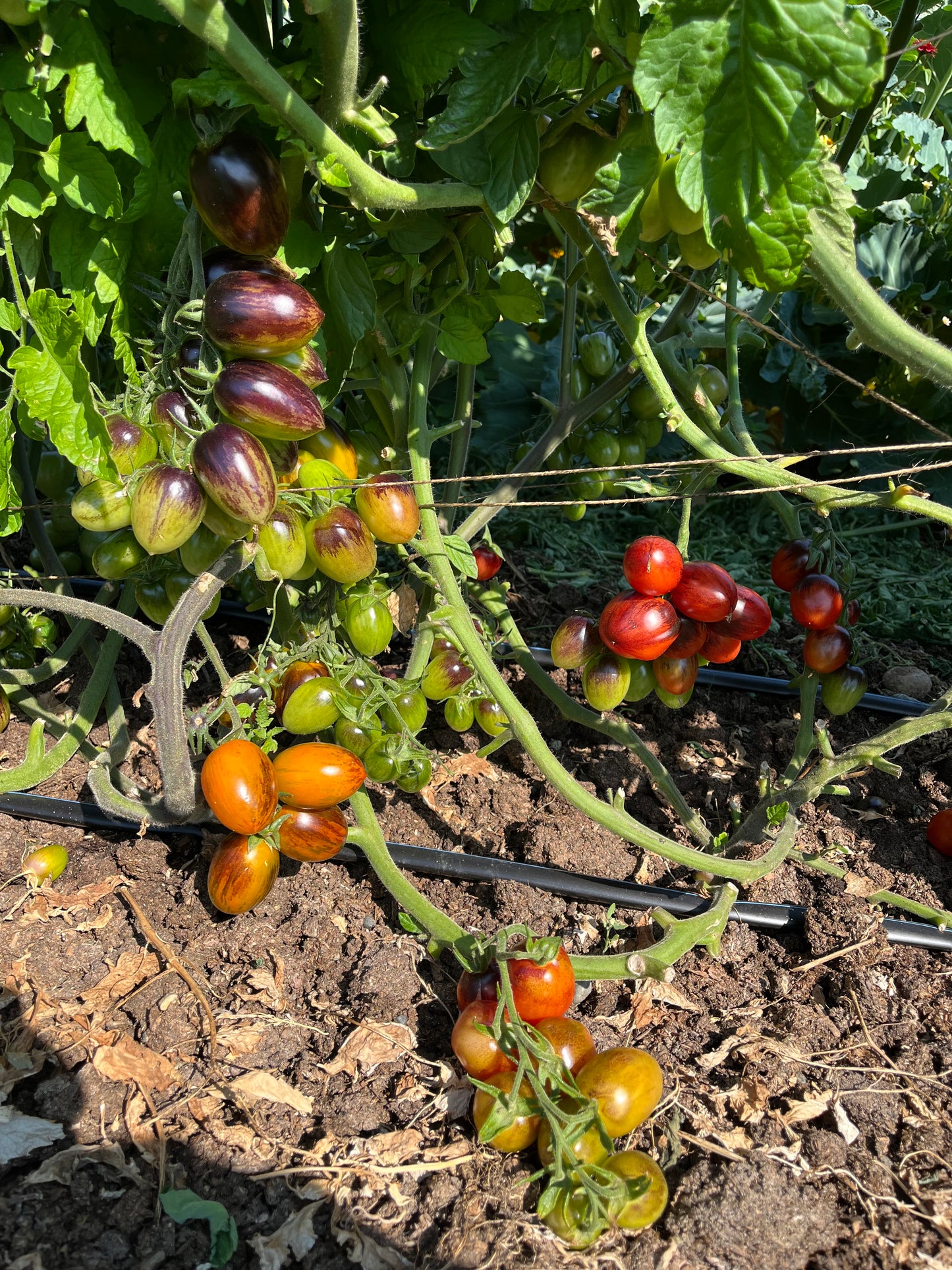 Jewelry Box Tomato Mix Seeds - Solanum lycopersicum