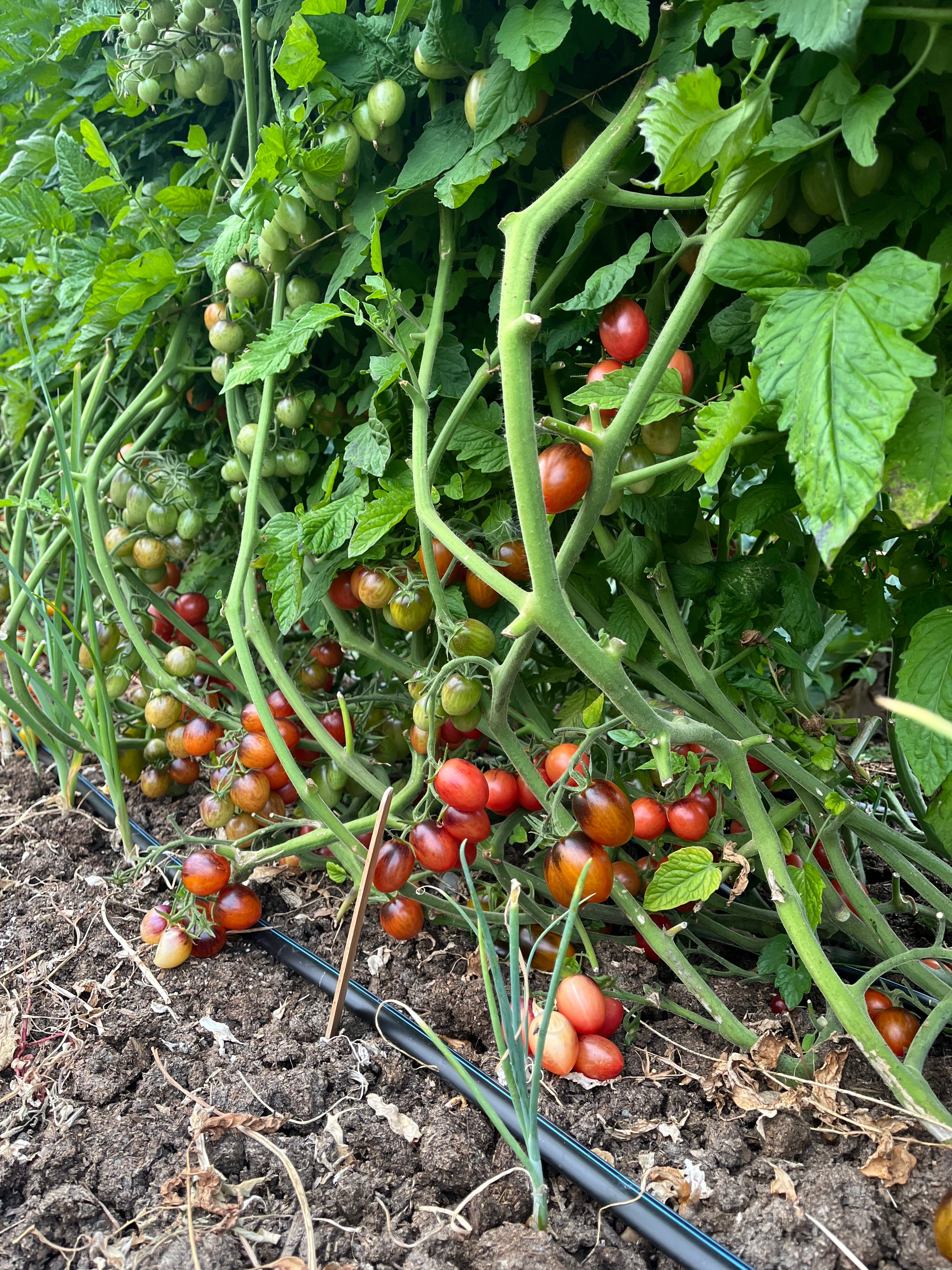 Jewelry Box Tomato Mix Seeds - Solanum lycopersicum – Cicada Seeds