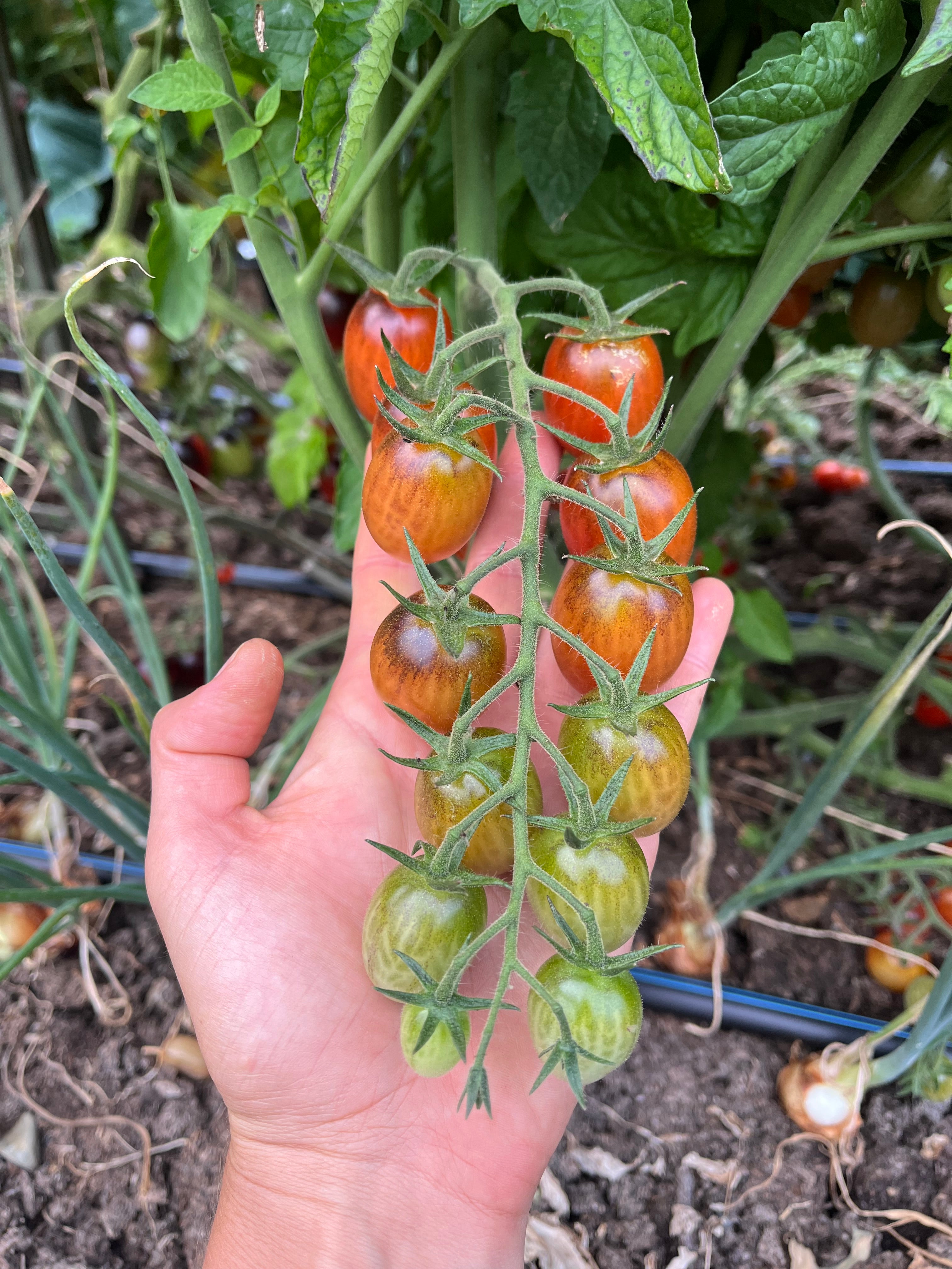 Jewelry Box Tomato Mix Seeds - Solanum lycopersicum – Cicada Seeds
