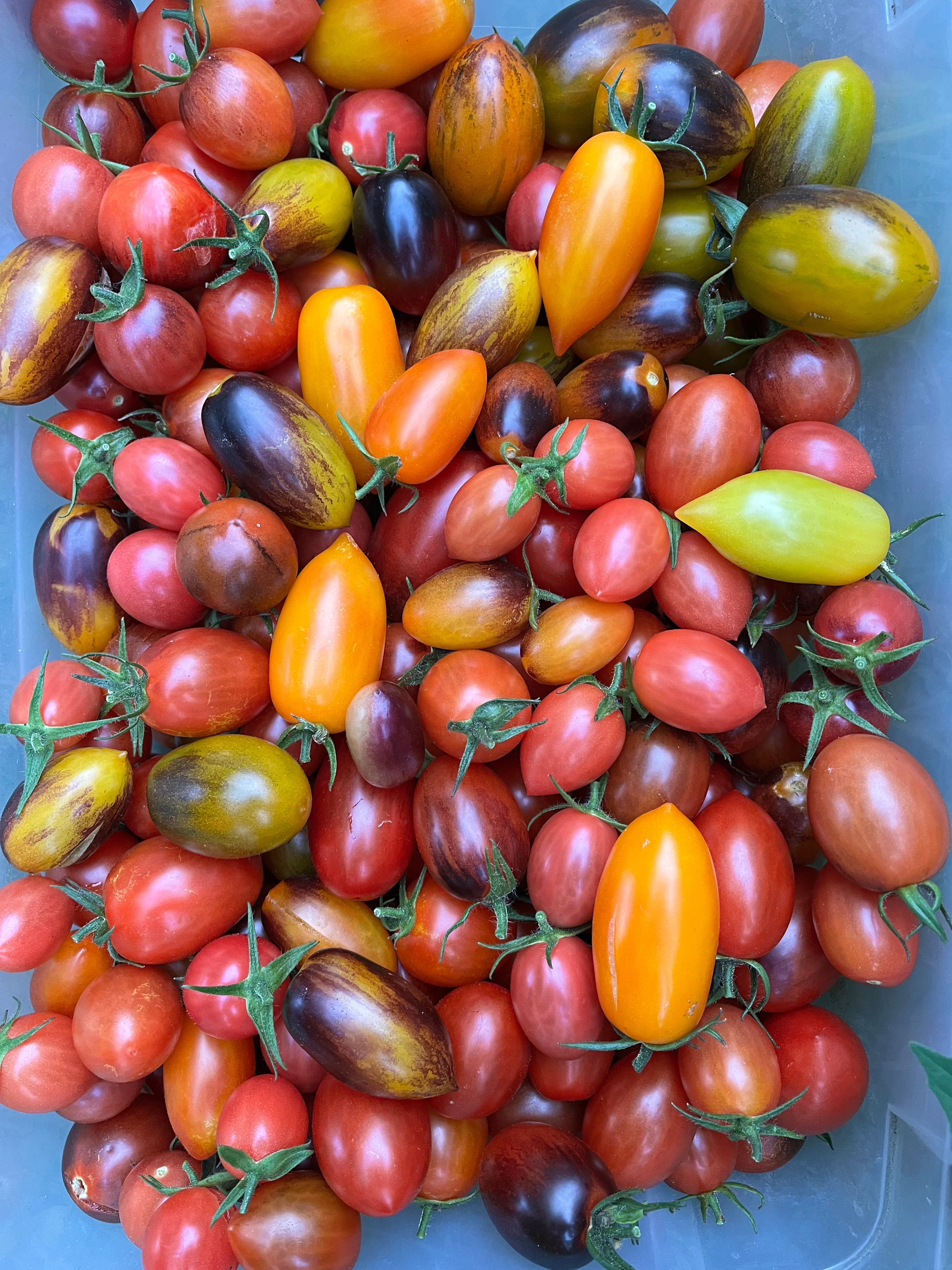 Jewelry Box Tomato Mix Seeds - Solanum lycopersicum – Cicada Seeds