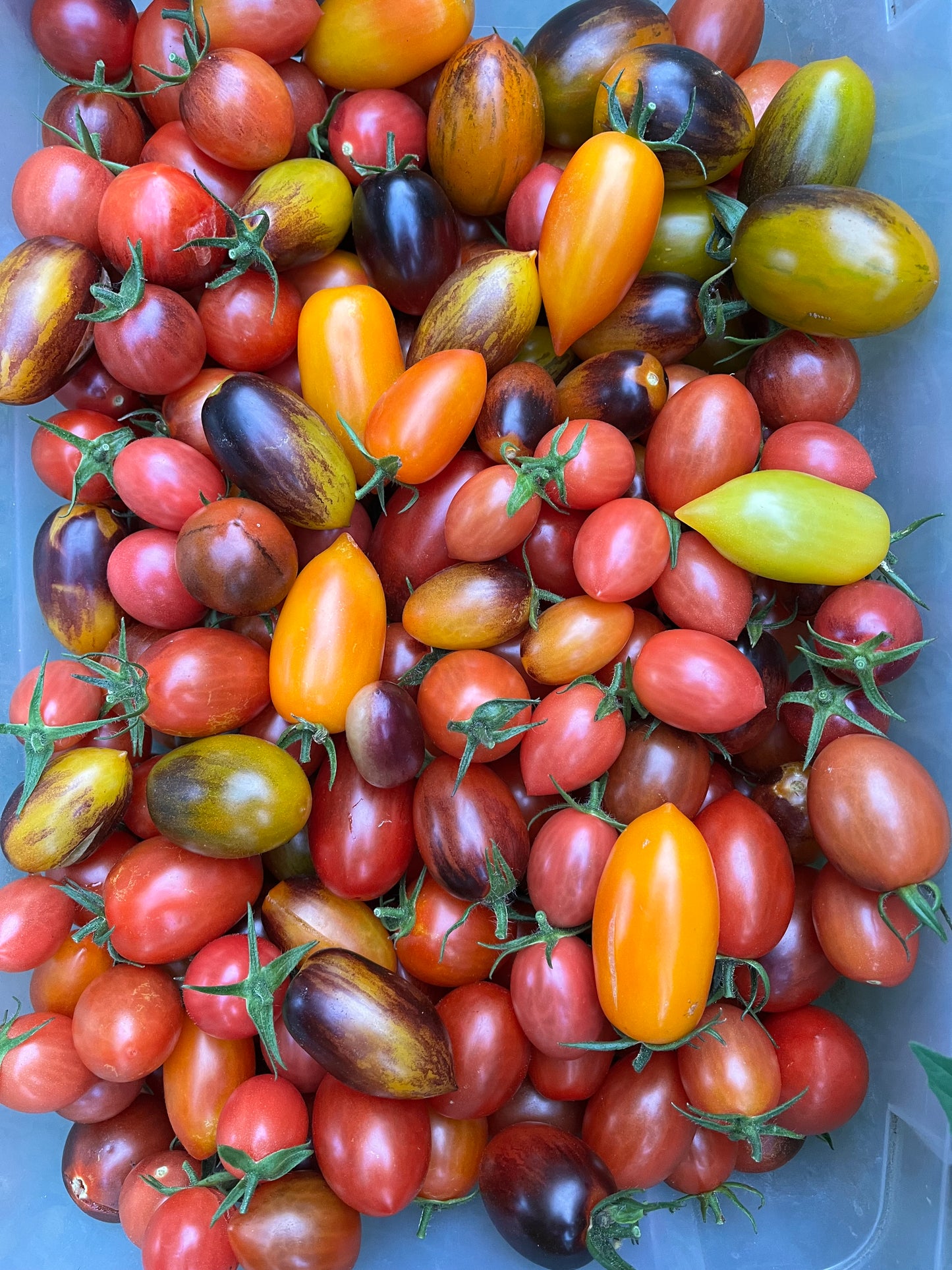 Jewelry Box Tomato Mix Seeds - Solanum lycopersicum