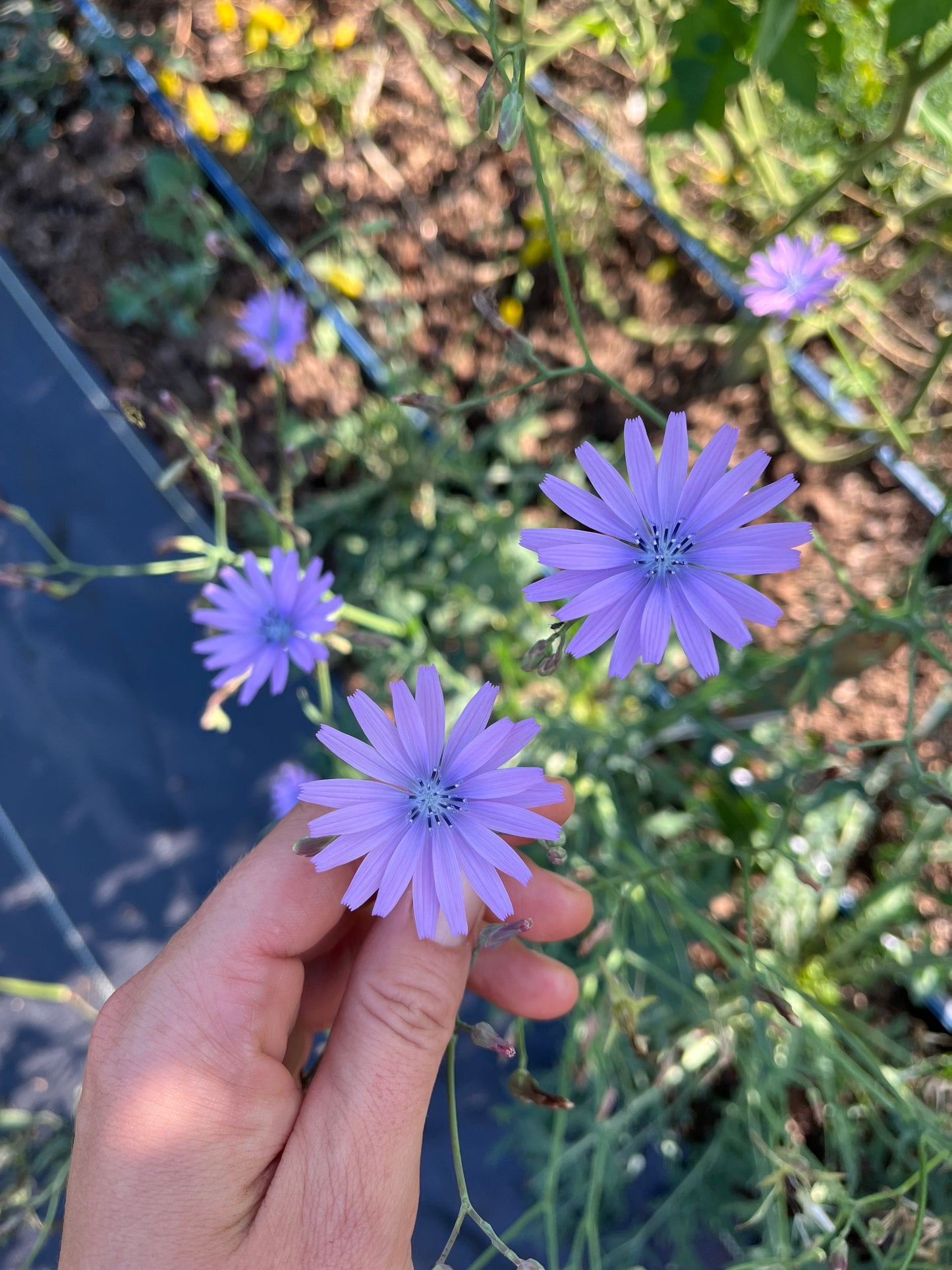 Mountain Lettuce - Lactuca perennis - Perennial Lettuce, Blue Lettuce