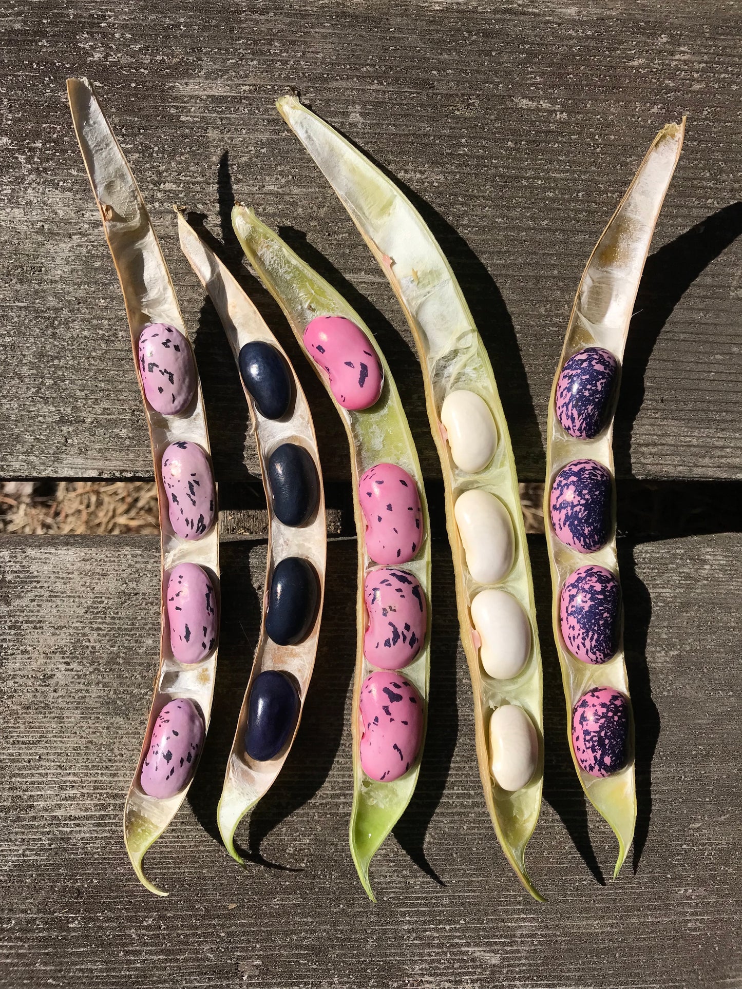 Amethyst Dream Runner Bean Mix Seeds - Phaseolus coccineus