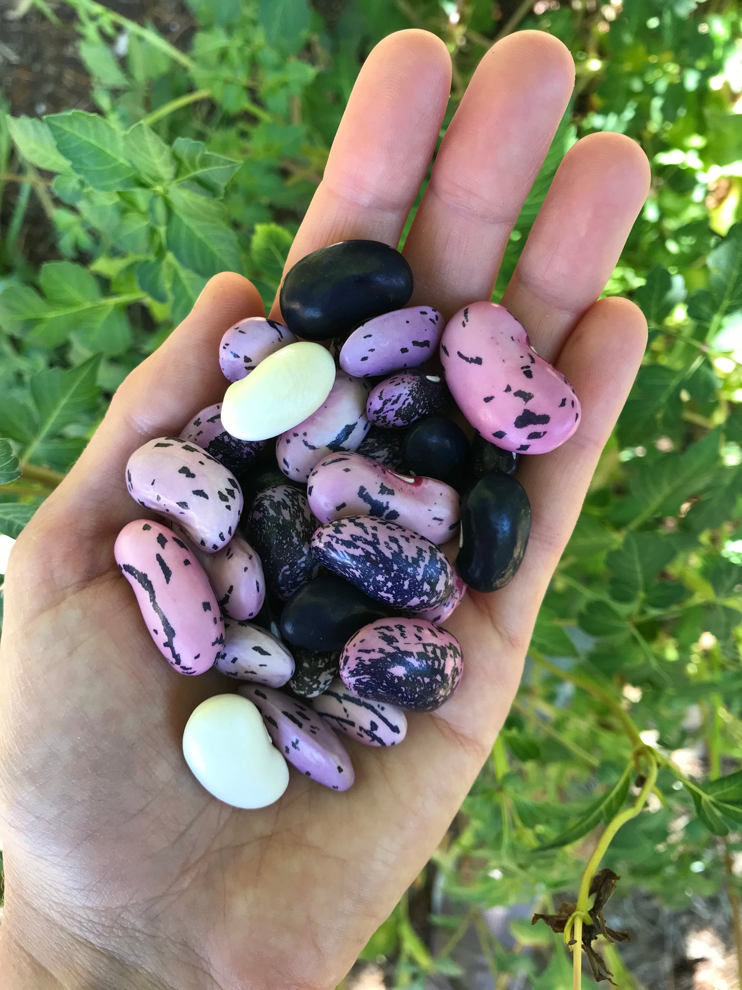 Amethyst Dream Runner Bean Mix Seeds - Phaseolus coccineus