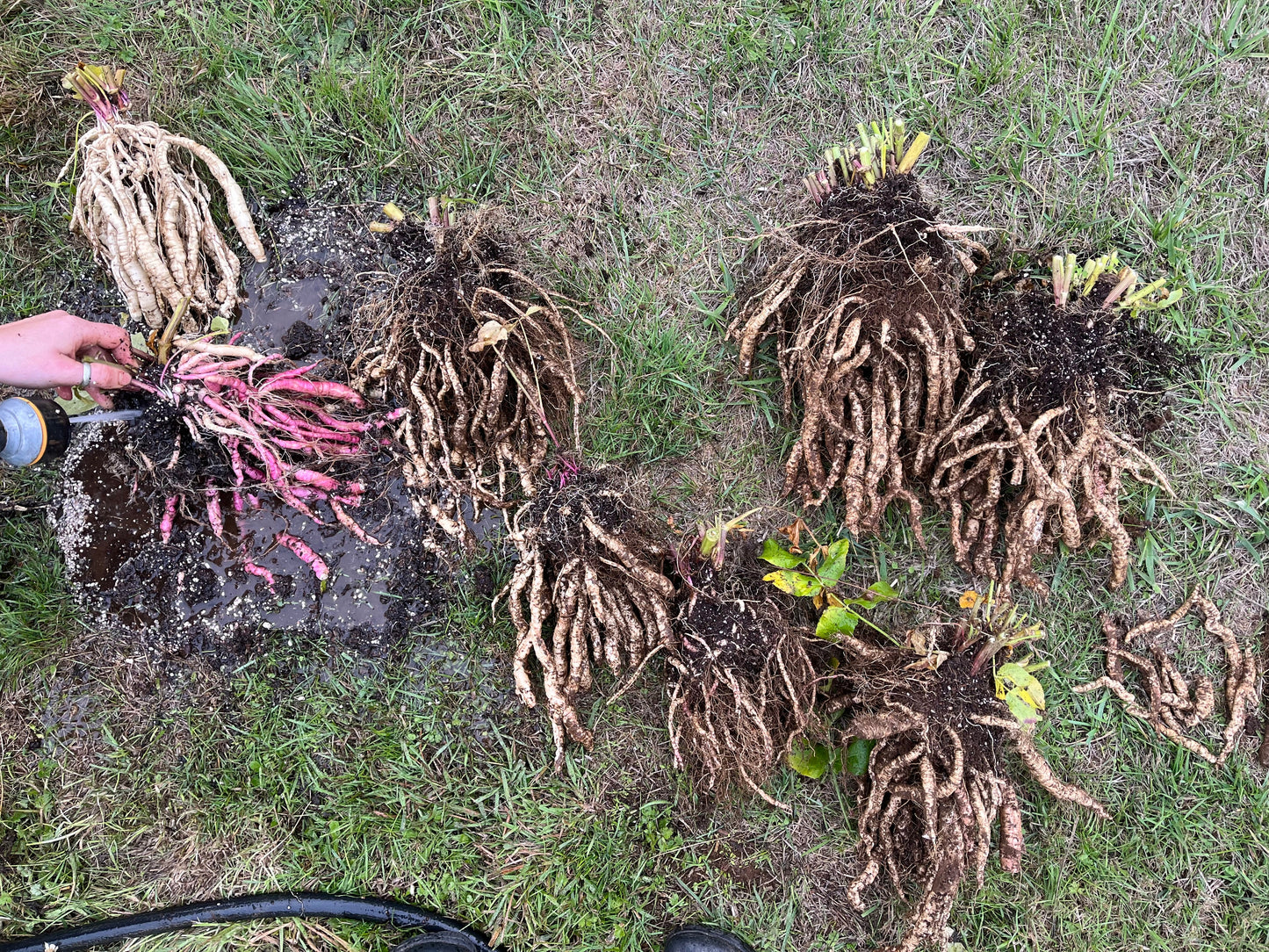 Pink Skirret Mix Seeds - Sium sisarum - Sugar Root