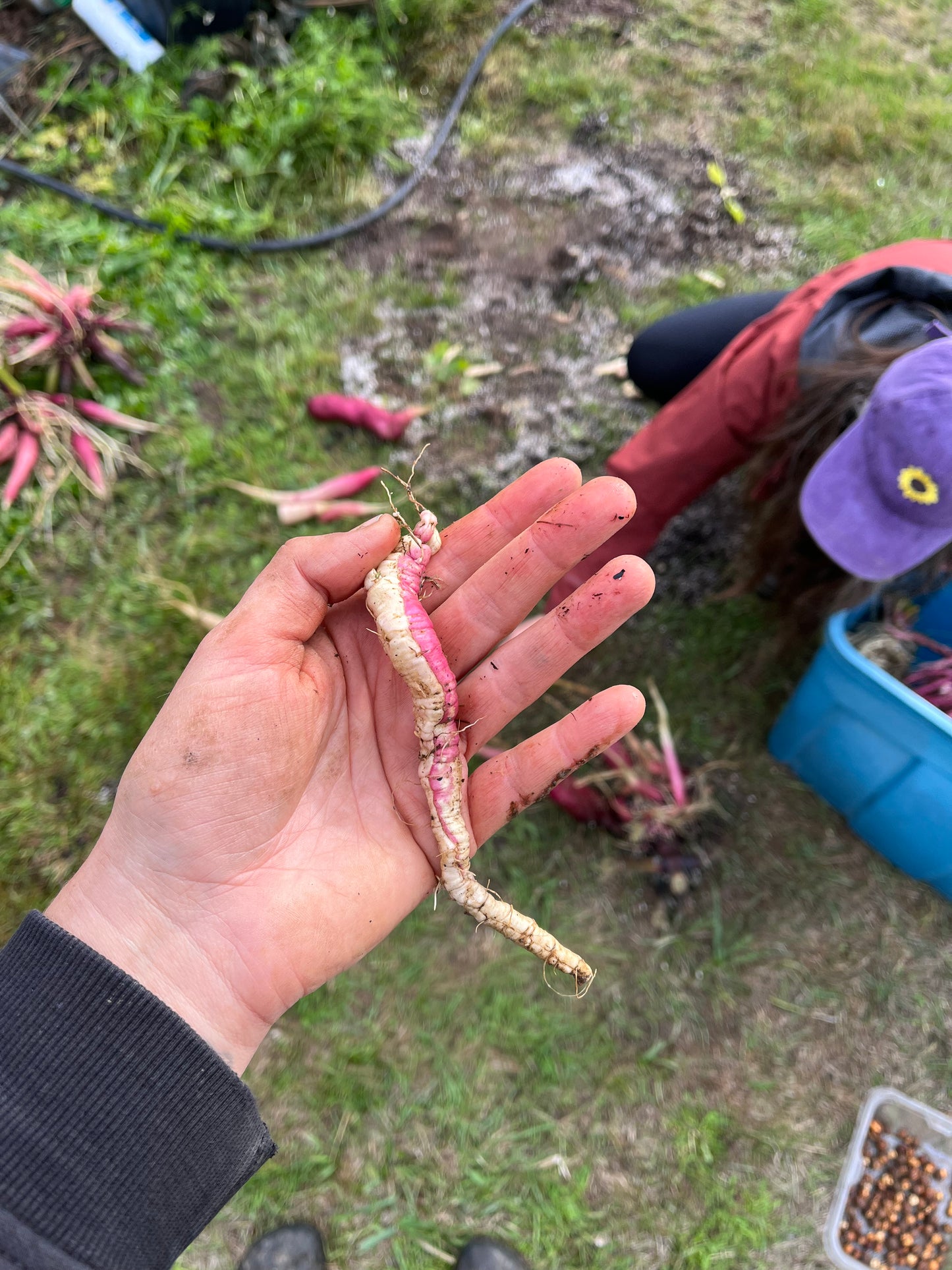 Pink Skirret Mix Seeds - Sium sisarum - Sugar Root