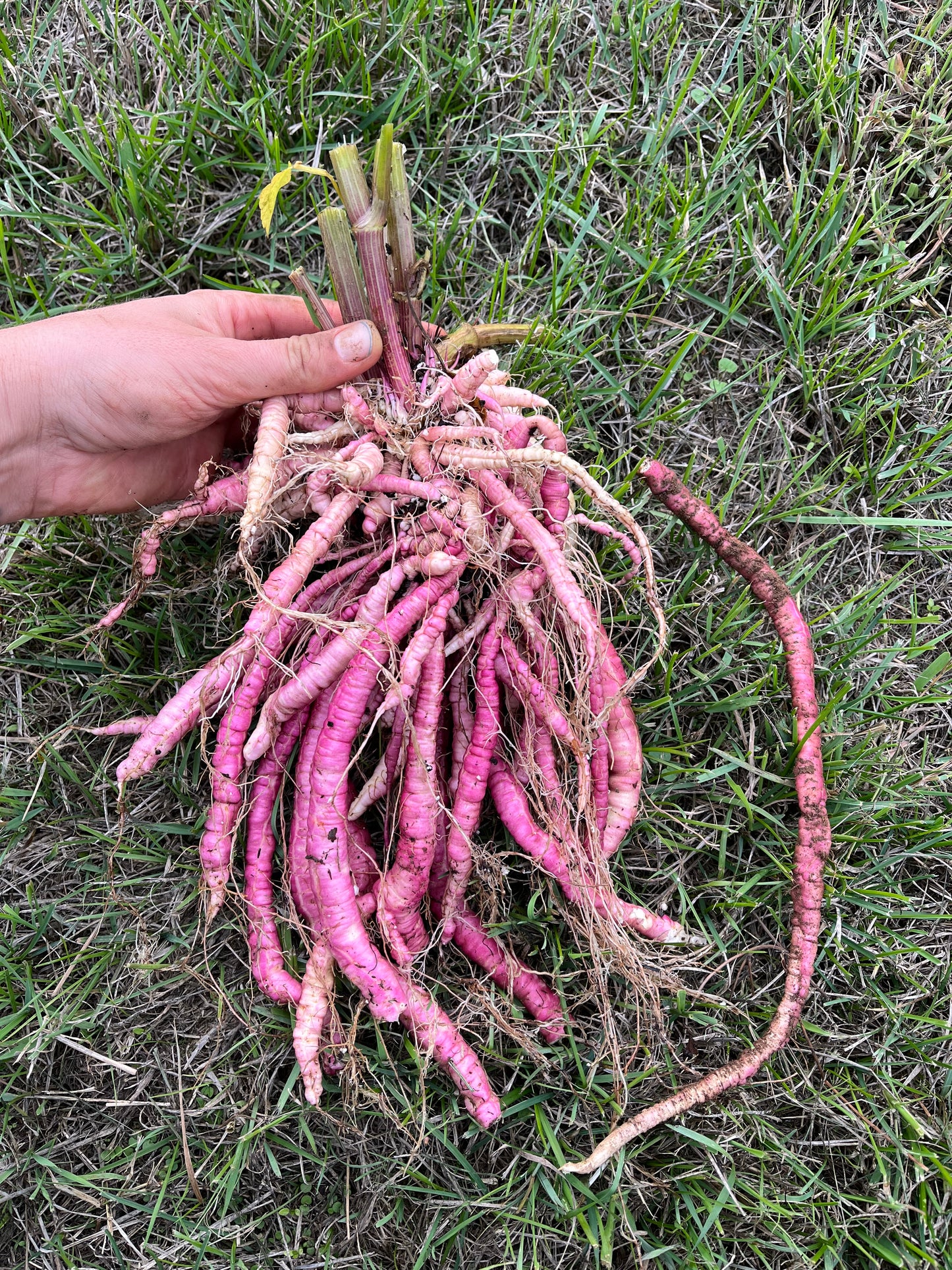 Pink Skirret Mix Seeds - Sium sisarum - Sugar Root