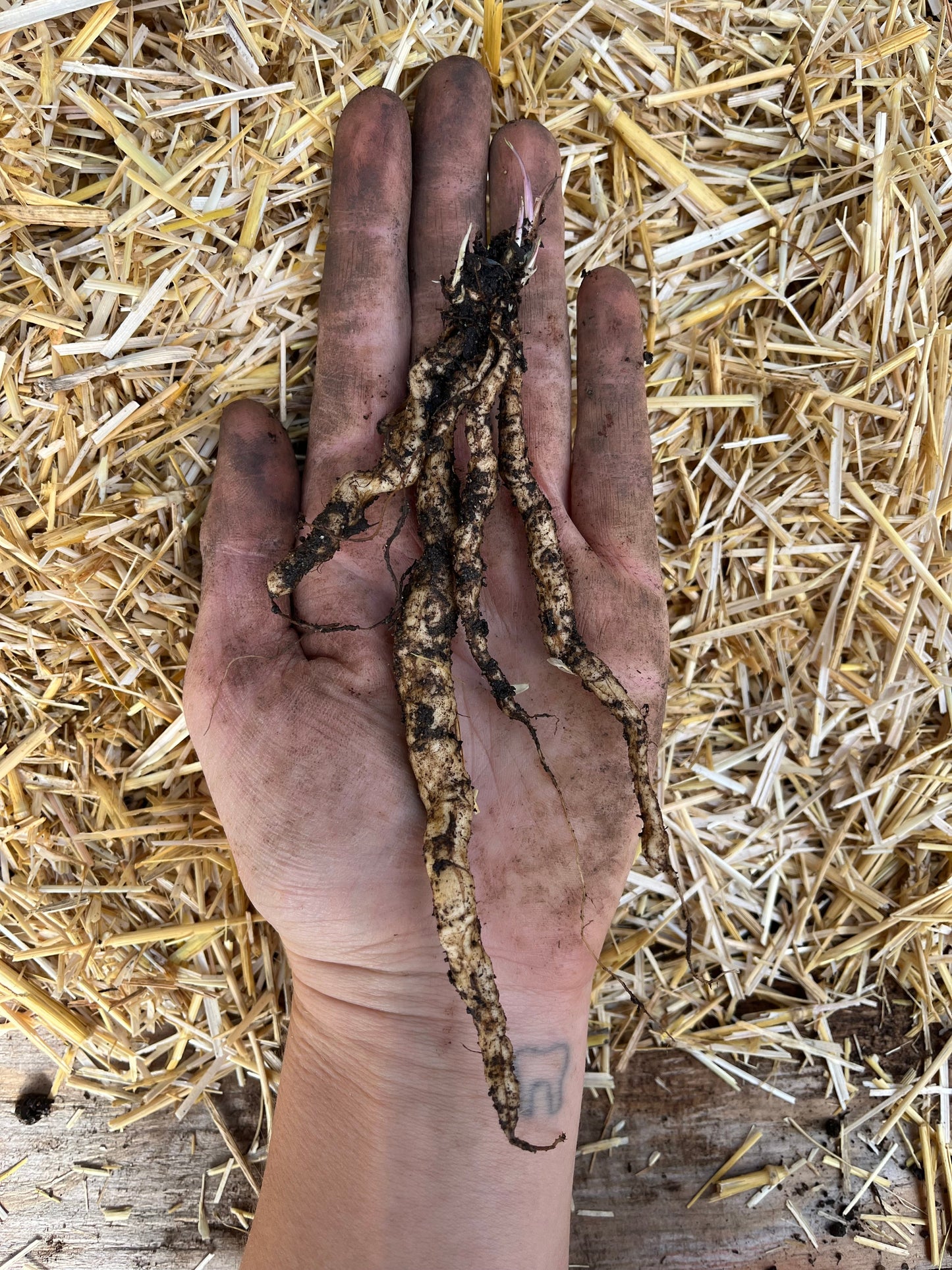 Skirret CROWNS (not seeds) - Sium sisarum - Sugar Root