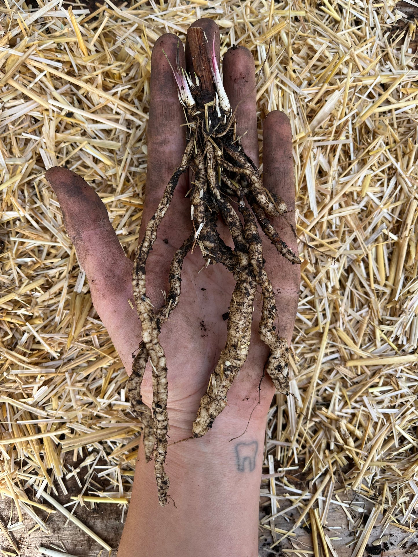 Skirret CROWNS (not seeds) - Sium sisarum - Sugar Root