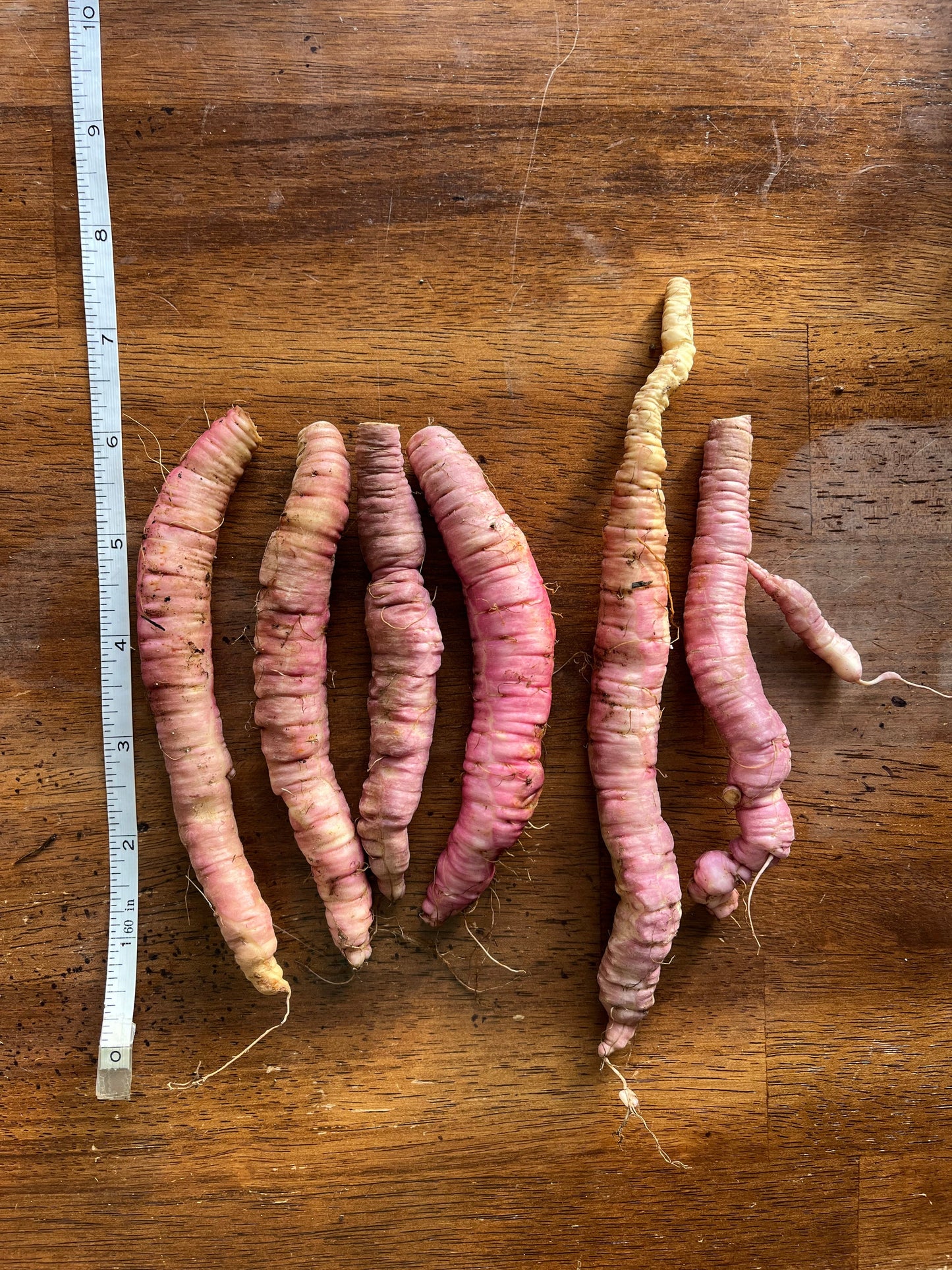 Pink Skirret Mix Seeds - Sium sisarum - Sugar Root