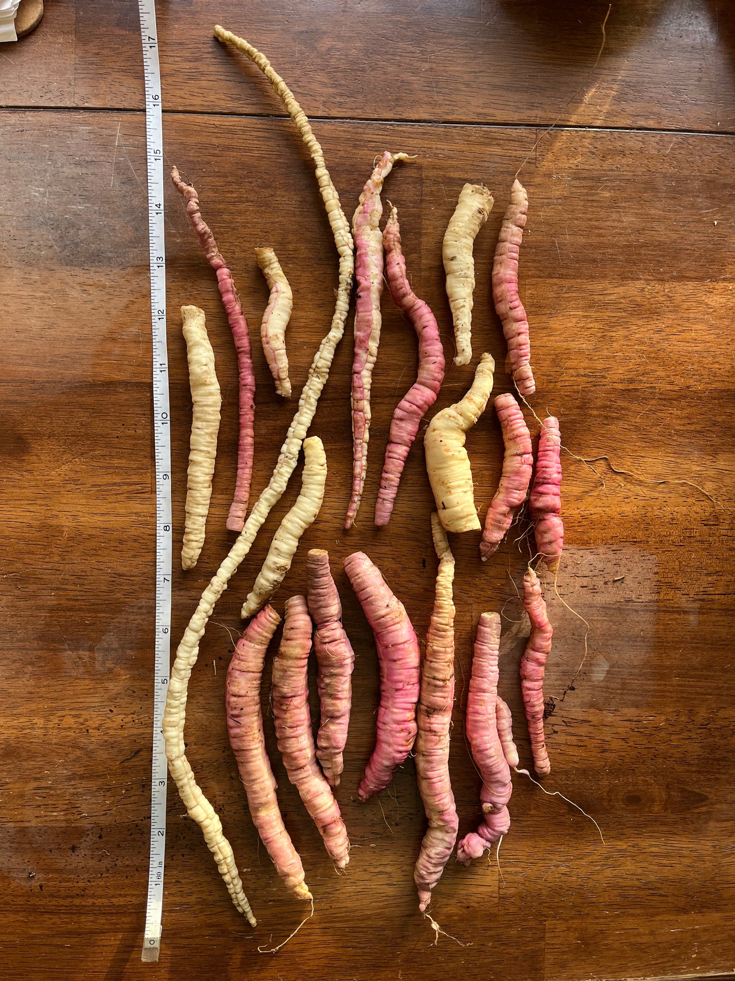 Pink Skirret Mix Seeds - Sium sisarum - Sugar Root