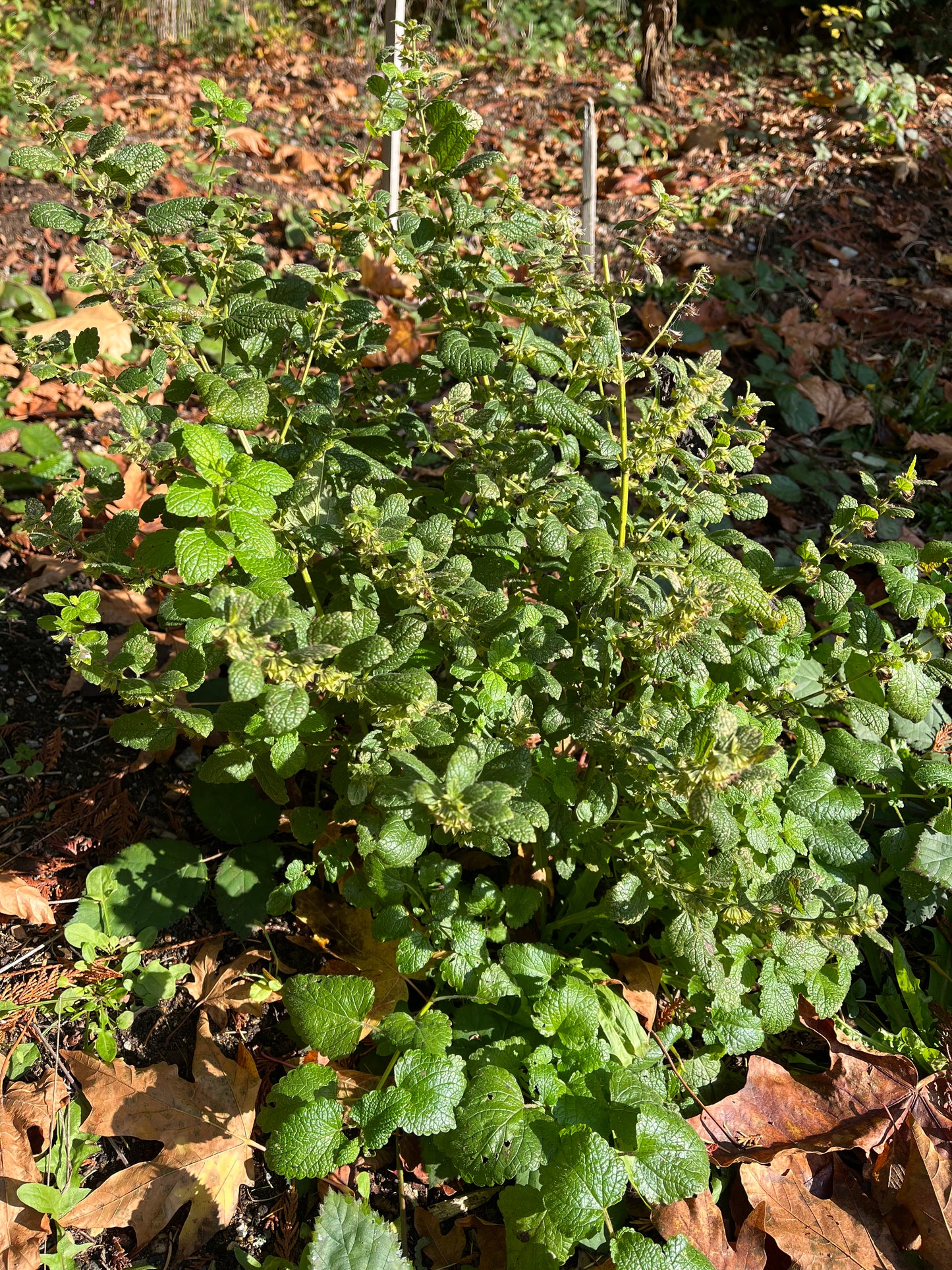 Lemon Balm Seeds - Melissa officinalis