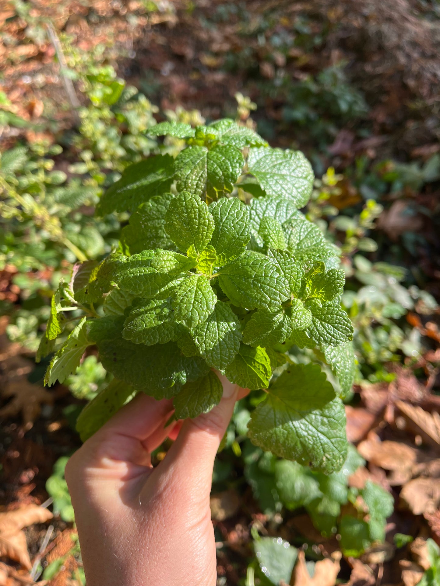 Lemon Balm Seeds - Melissa officinalis