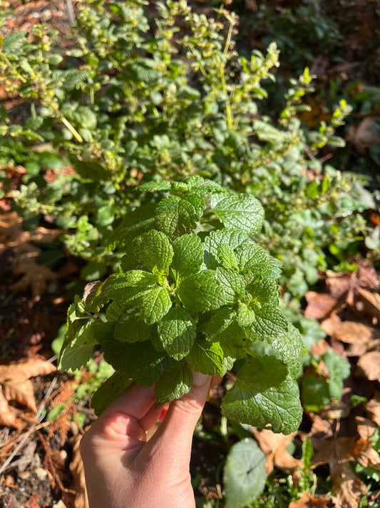 Lemon Balm Seeds - Melissa officinalis
