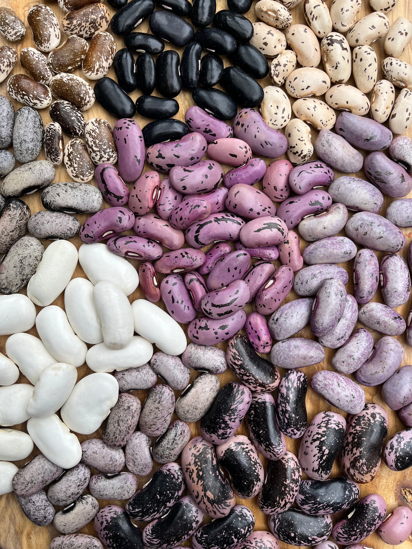 Amethyst Dream Runner Bean Mix Seeds - Phaseolus coccineus