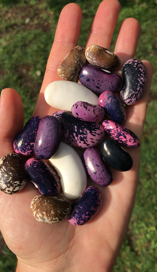 Amethyst Dream Runner Bean Mix Seeds - Phaseolus coccineus