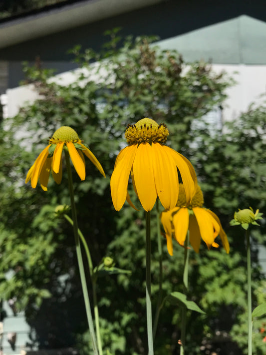 Sochan Seeds - Rudbeckia laciniata - Cutleaf Coneflower, Green headed Coneflower, Wild Goldenglow, Sochani