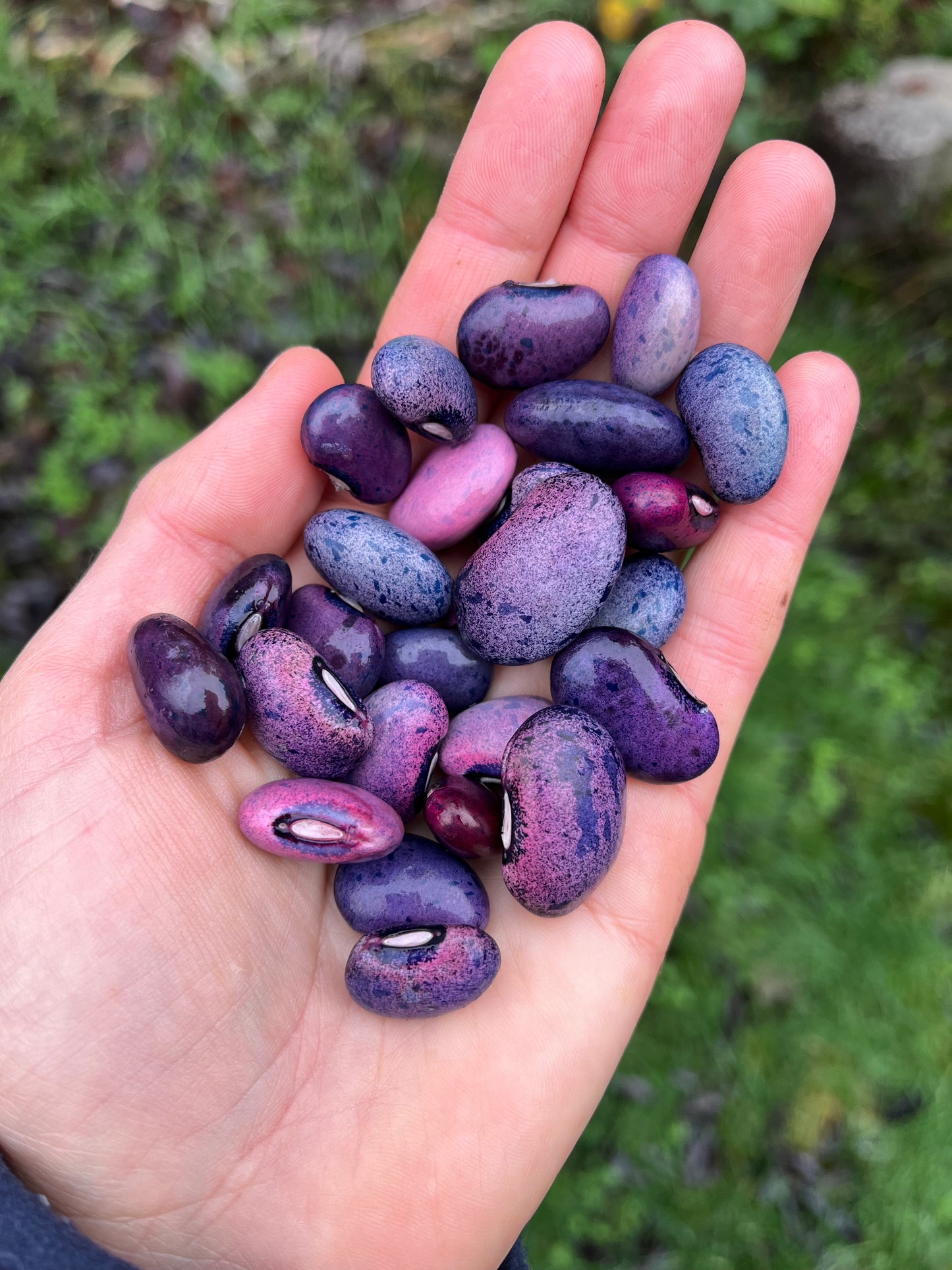 Amethyst Dream Runner Bean Mix Seeds - Phaseolus coccineus