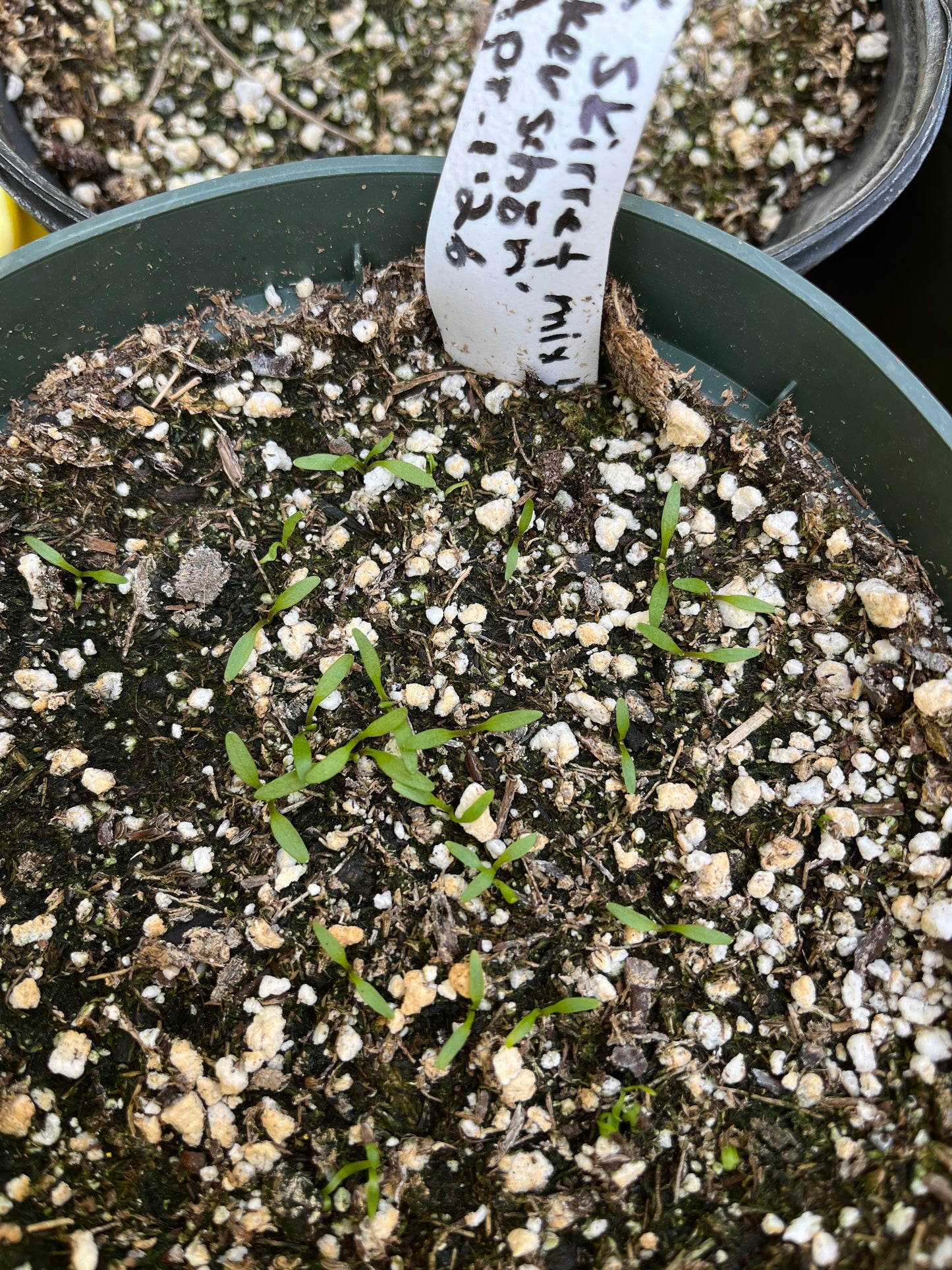 Skirret Seeds - Sium sisarum - Sugar Root