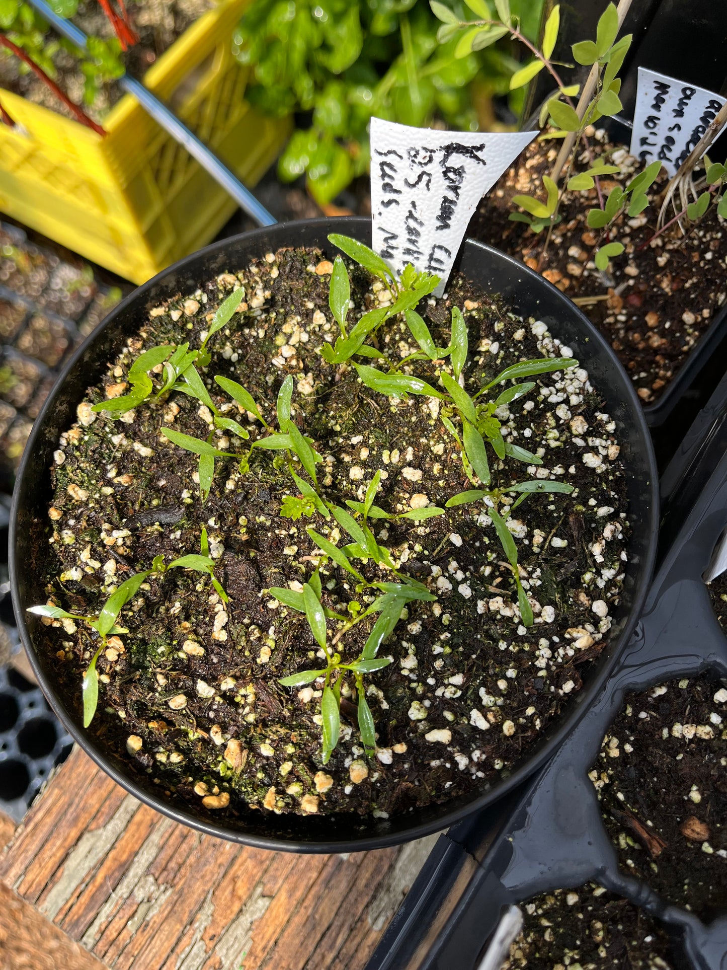 Seombadi Korean Celery Seeds - Dystaenia takesimana - Ulleung Giant Celery