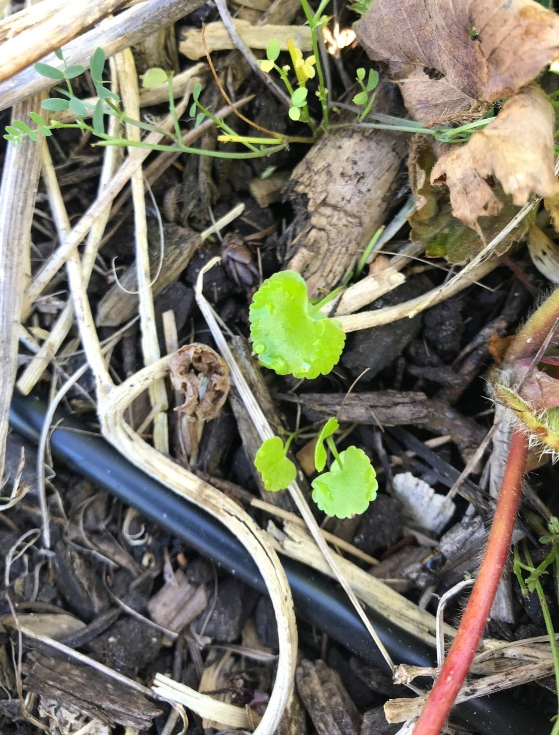 Skirret Seeds - Sium sisarum - Sugar Root
