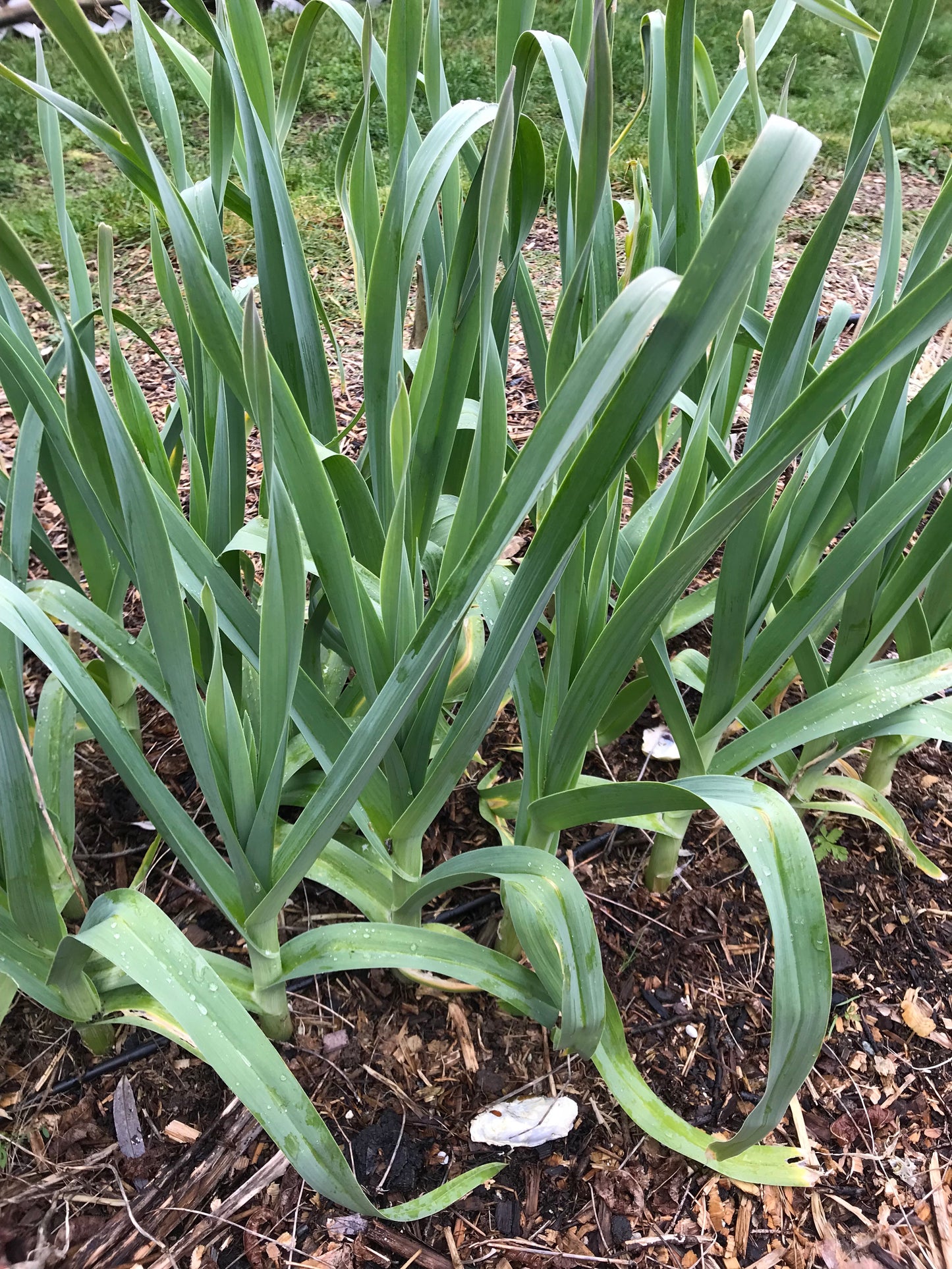 Babington's Leek Bulbils - Allium ampeloprasum var Babingtonii