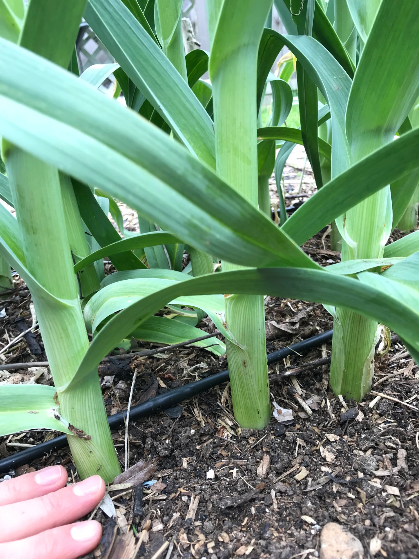 Babington's Leek Bulbils - Allium ampeloprasum var Babingtonii