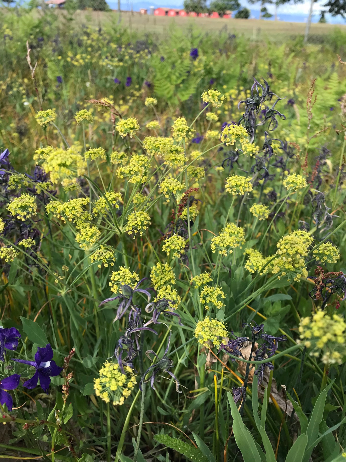 Barestem Desert Parsley Seeds - Lomatium nudicaule - ḴEXMIN, q’uxmin, Barestem Biscuitroot