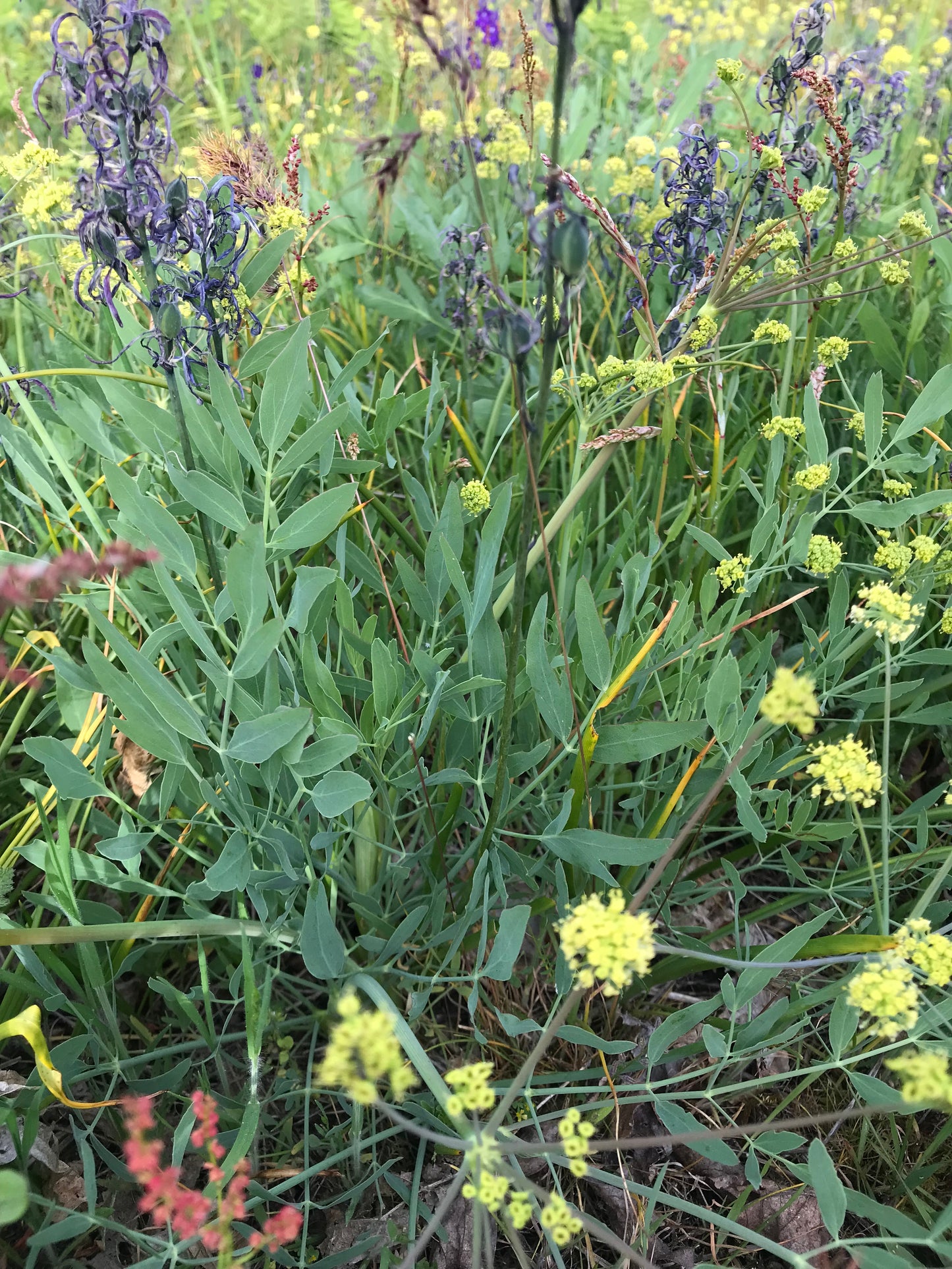 Barestem Desert Parsley Seeds - Lomatium nudicaule - ḴEXMIN, q’uxmin, Barestem Biscuitroot