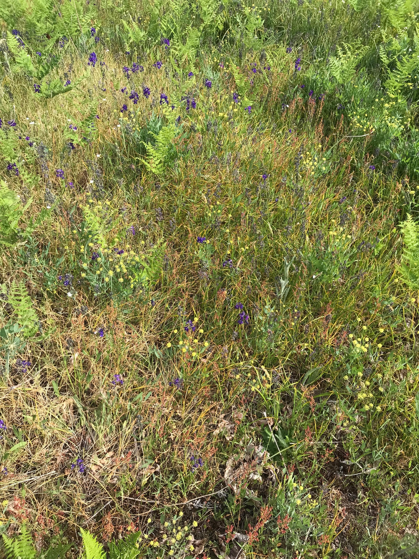 Barestem Desert Parsley Seeds - Lomatium nudicaule - ḴEXMIN, q’uxmin, Barestem Biscuitroot