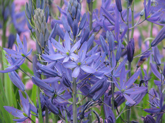Great Camas Seeds - Camassia leichtlinii ssp. suksdorfii - speenhw