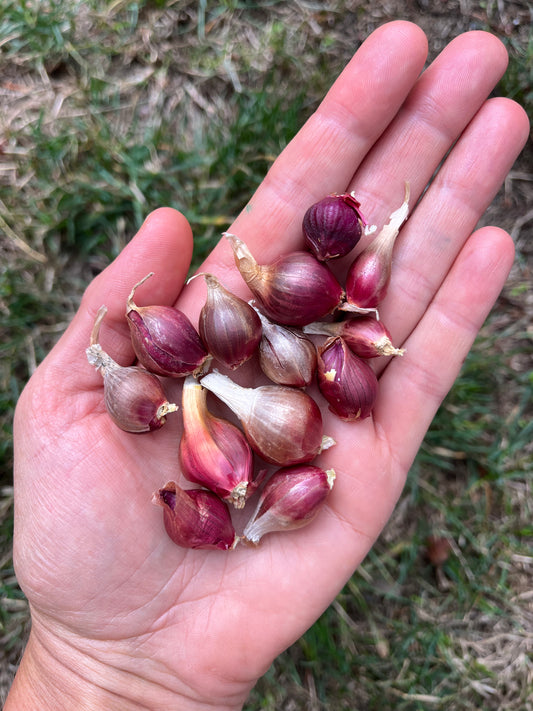 Red Egyptian Walking Onion Bulbils - Allium x proliferum