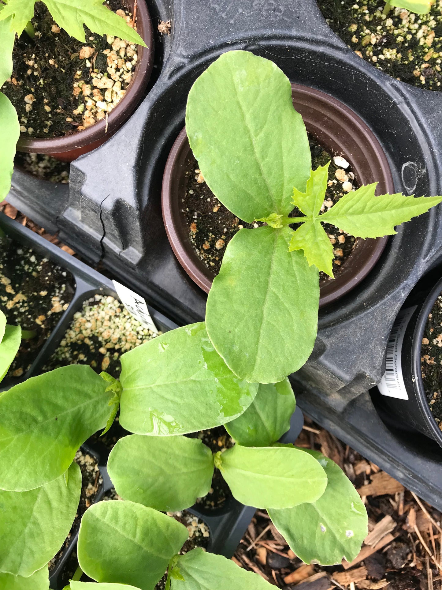 Giant Achocha Seeds - Cyclanthera pedata - Caigua