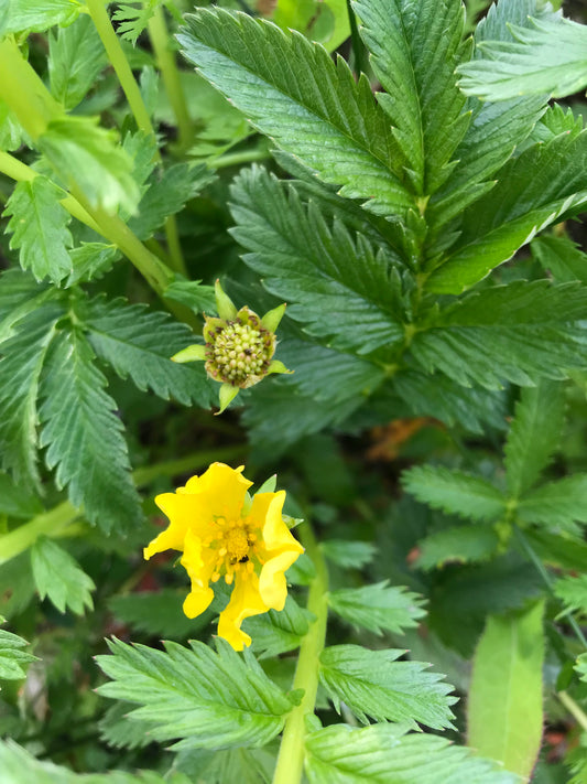 Common Silverweed Seeds - Potentilla anserina - Argentina anserina, Silver Cinquefoil