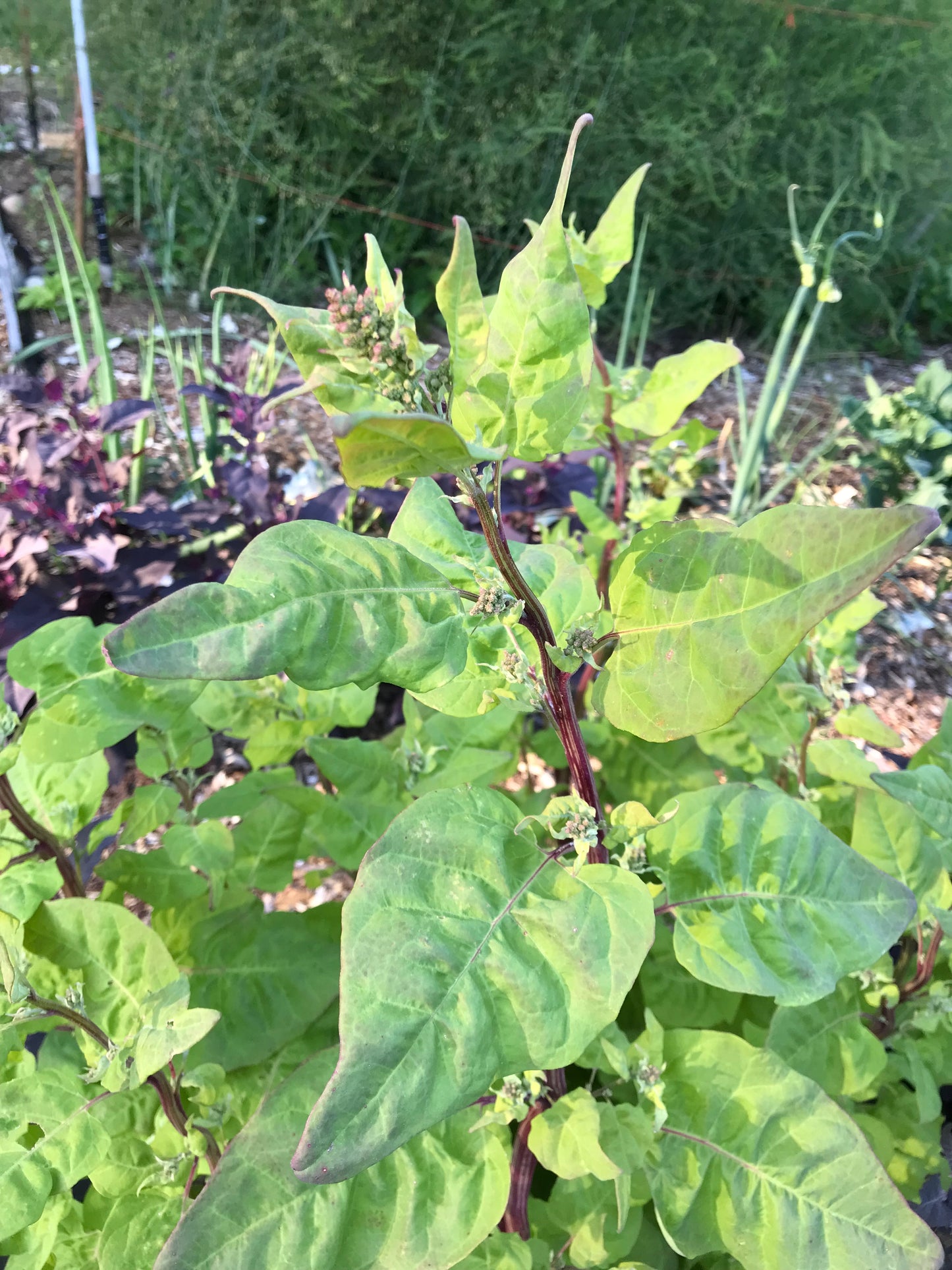 Rainbow Orach Seeds - Atriplex hortensis - Mountain Spinach, Garden Orache