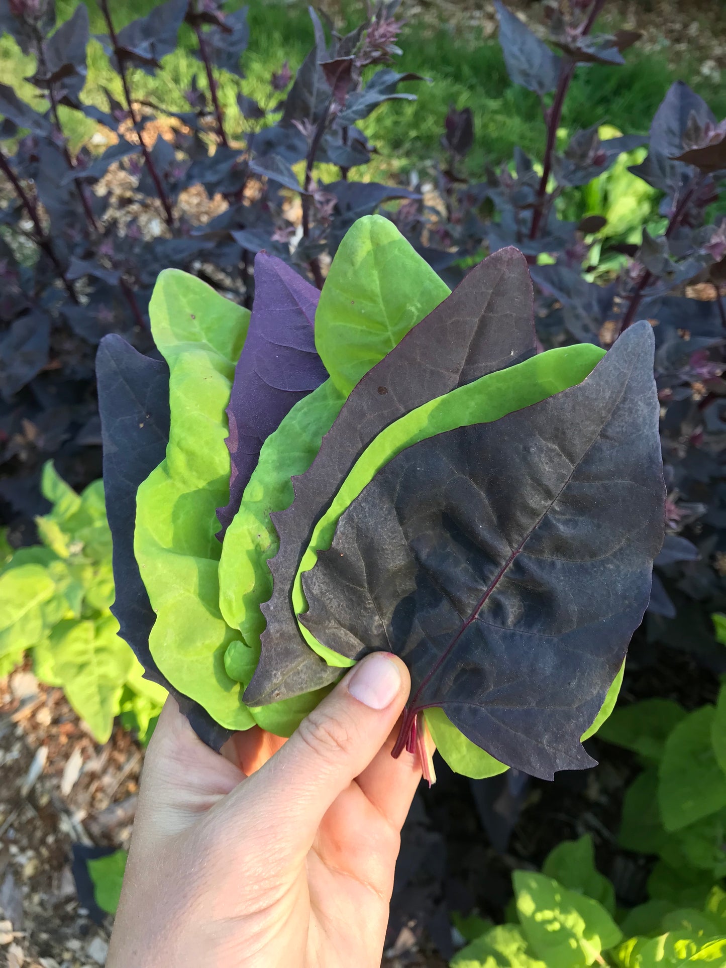 Rainbow Orach Seeds - Atriplex hortensis - Mountain Spinach, Garden Orache