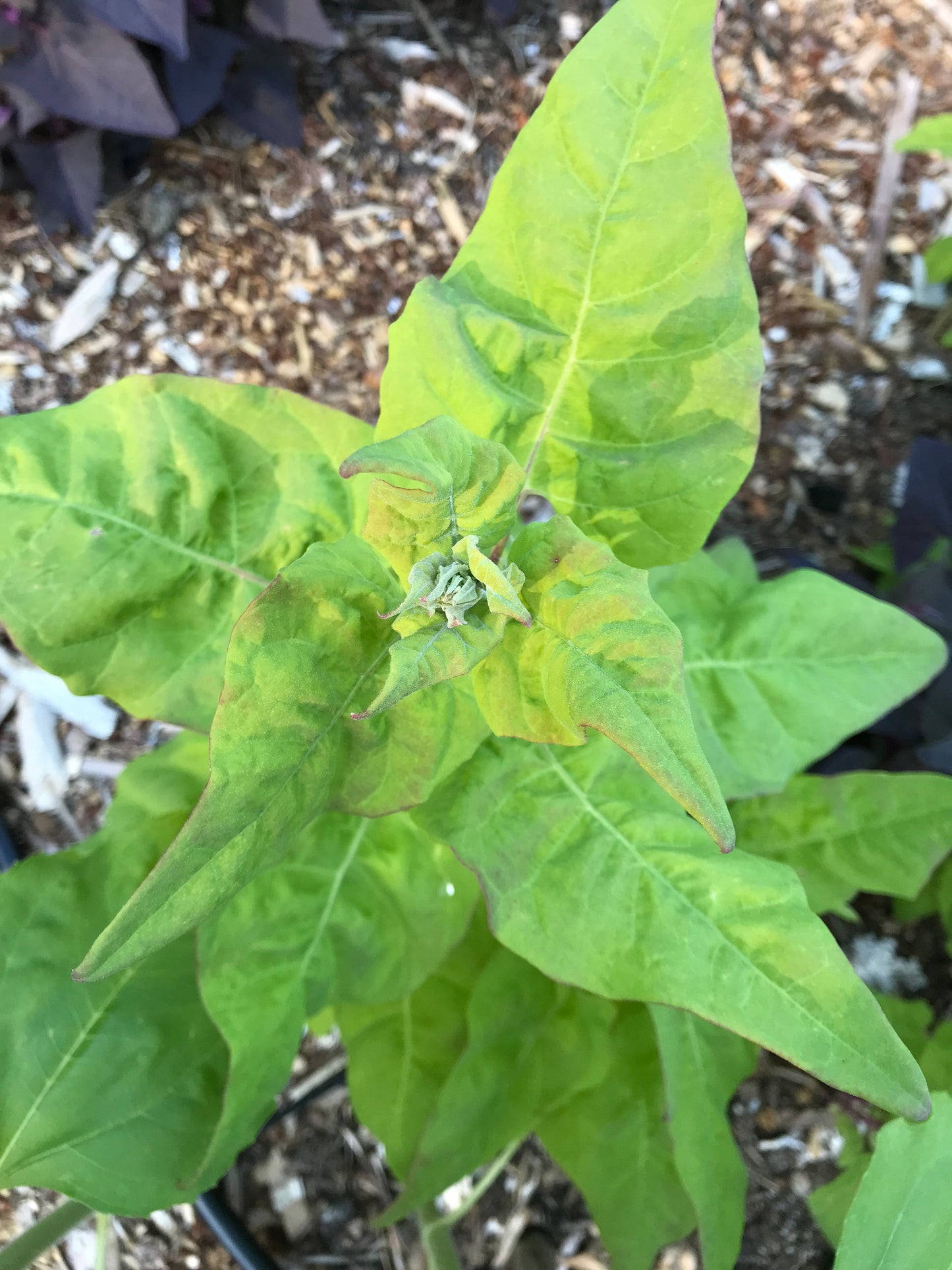 Rainbow Orach Seeds - Atriplex hortensis - Mountain Spinach, Garden Orache