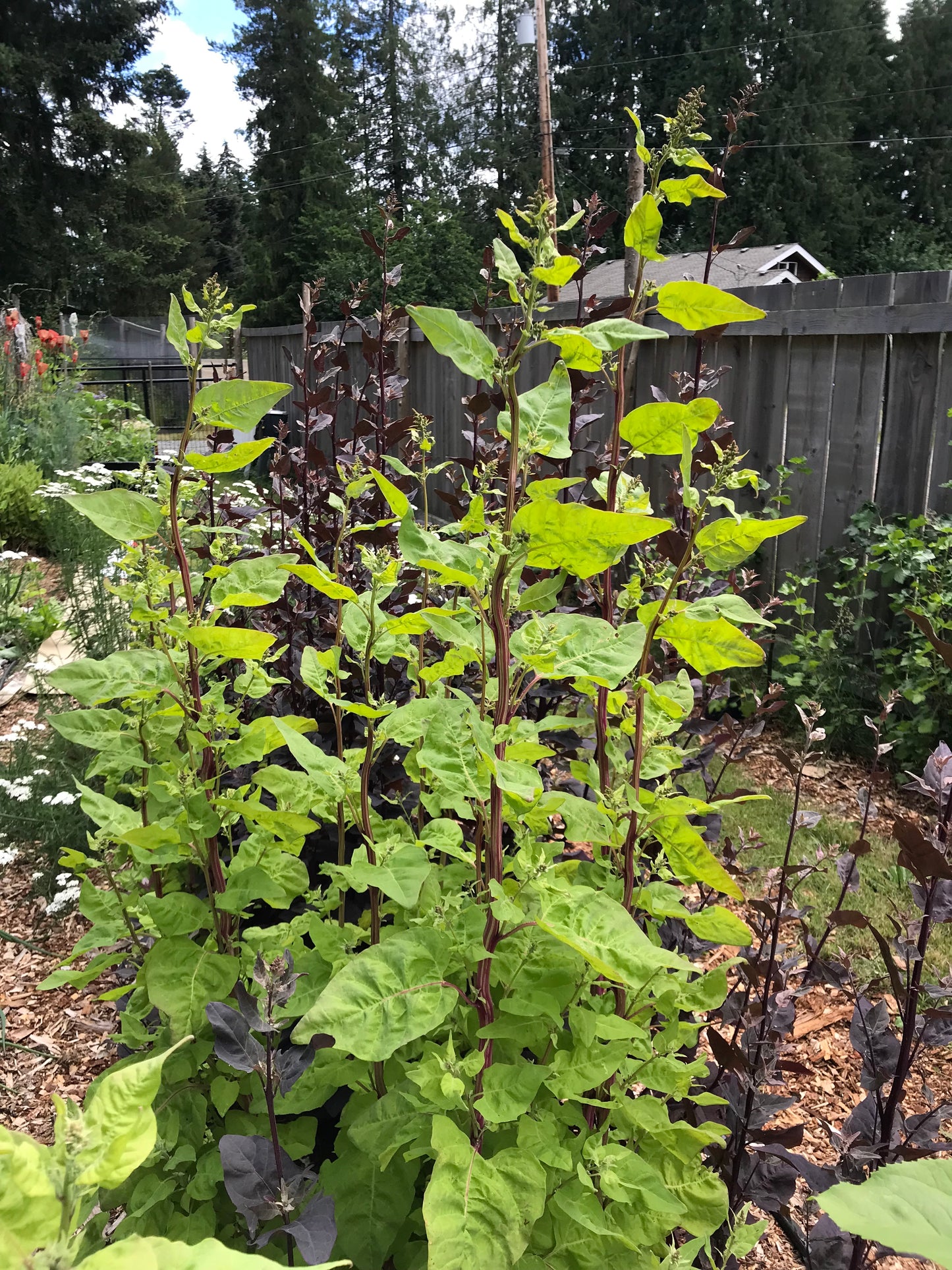 Rainbow Orach Seeds - Atriplex hortensis - Mountain Spinach, Garden Orache