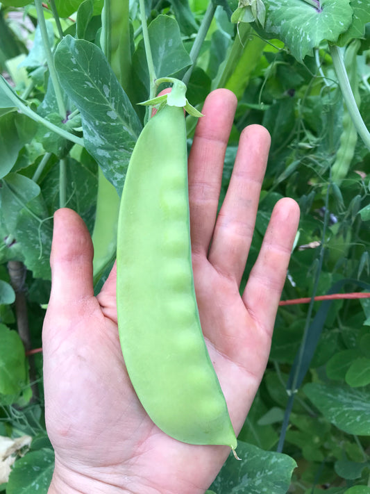 Banana Nano Pea Seeds - Pisum sativum