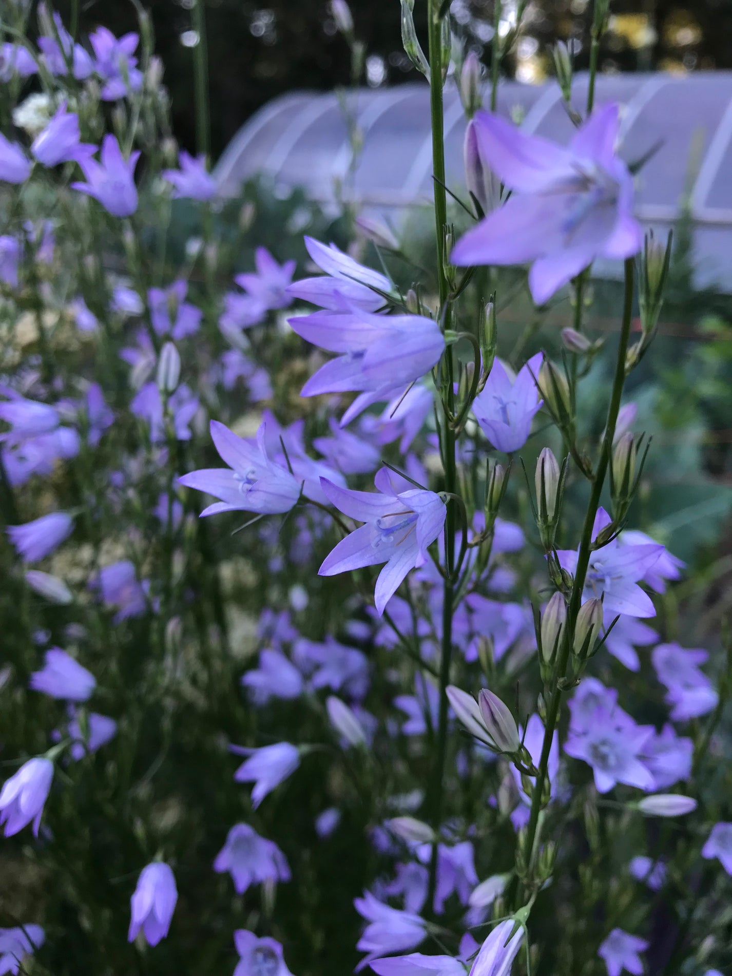 Rapunzel Seeds - Campanula rapunculus - Rampion – Cicada Seeds