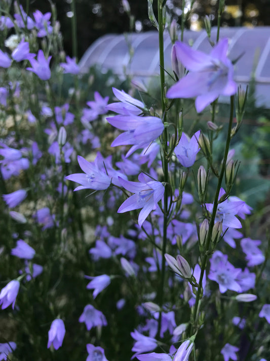 Rapunzel Seeds - Campanula rapunculus - Rampion