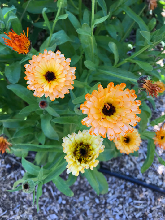 Flashback Calendula Seeds - Calendula officinalis